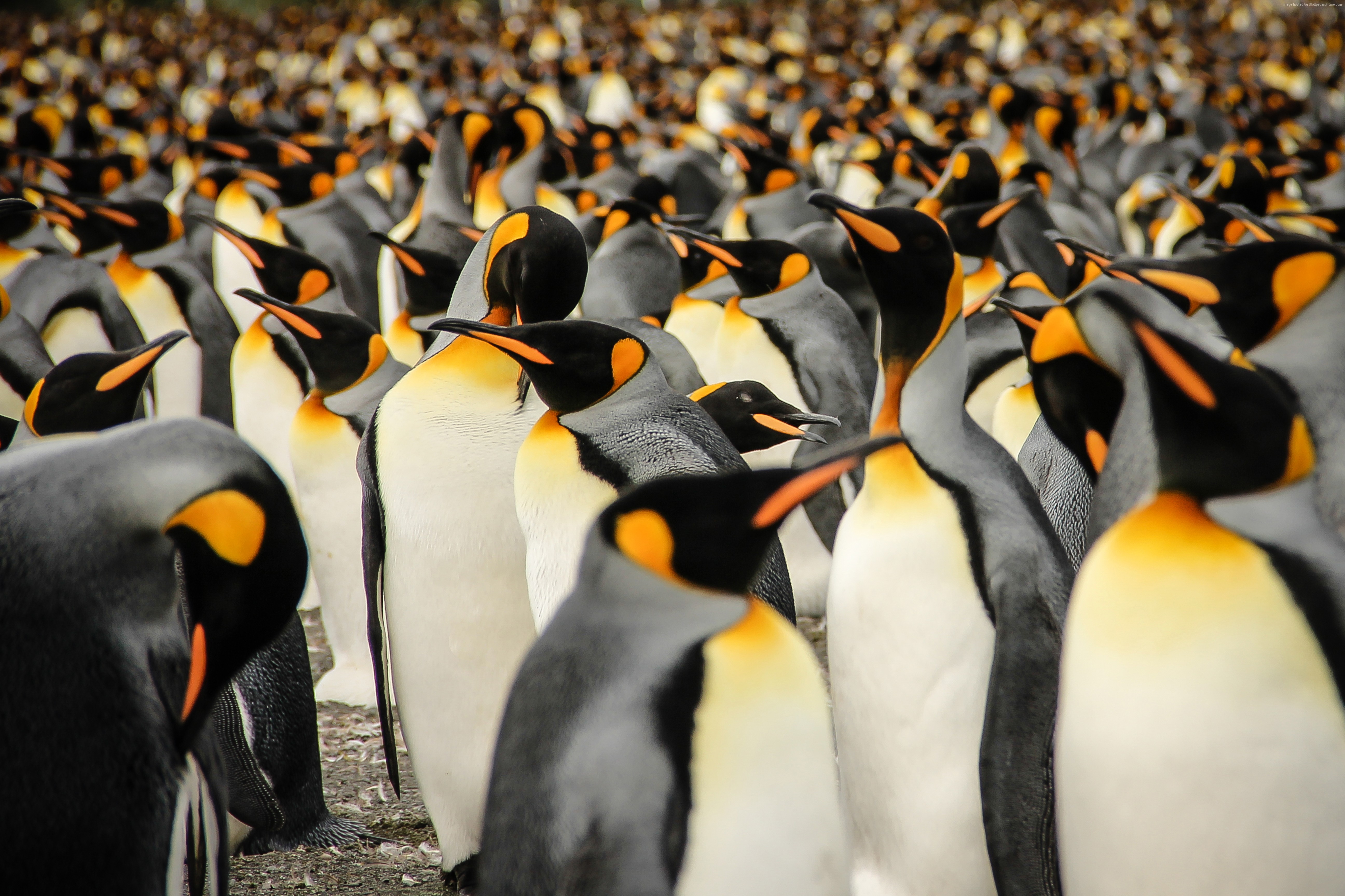 King penguins gathered in a colony on South Georgia HD Wallpaper