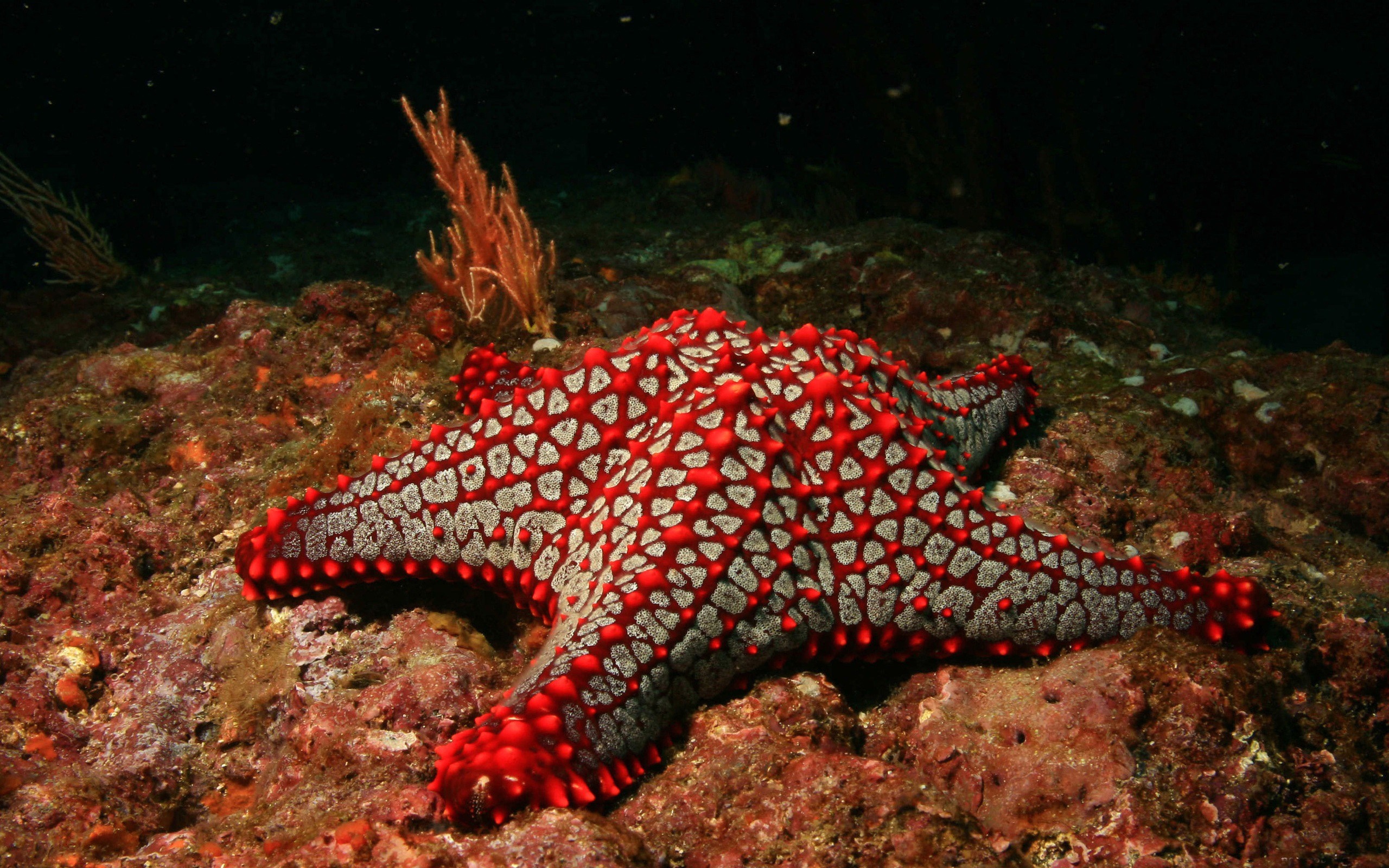 Red and gray starfish on a coral reef HD Wallpaper