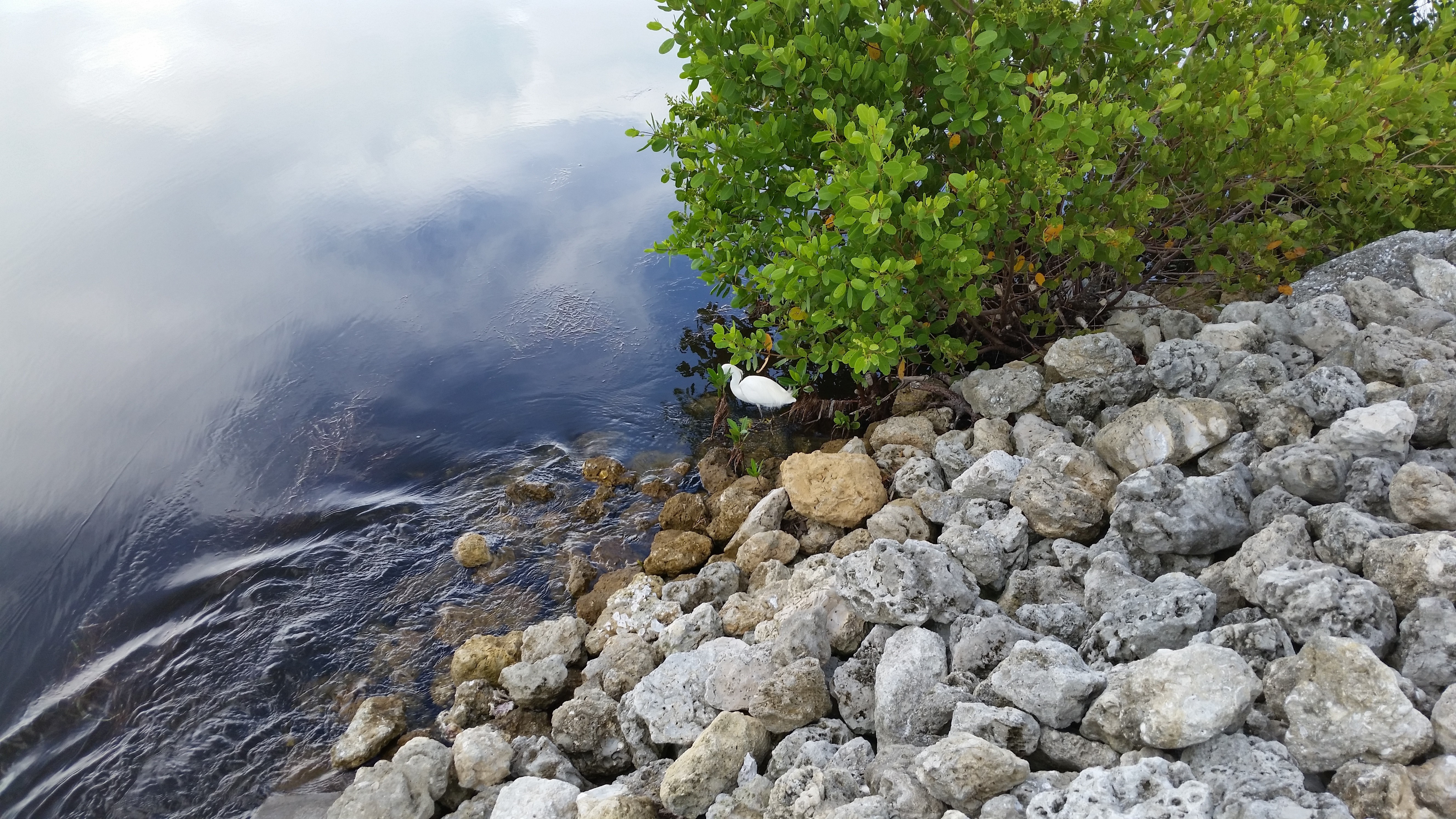 White bird by a tree on a rocky shore HD Wallpaper