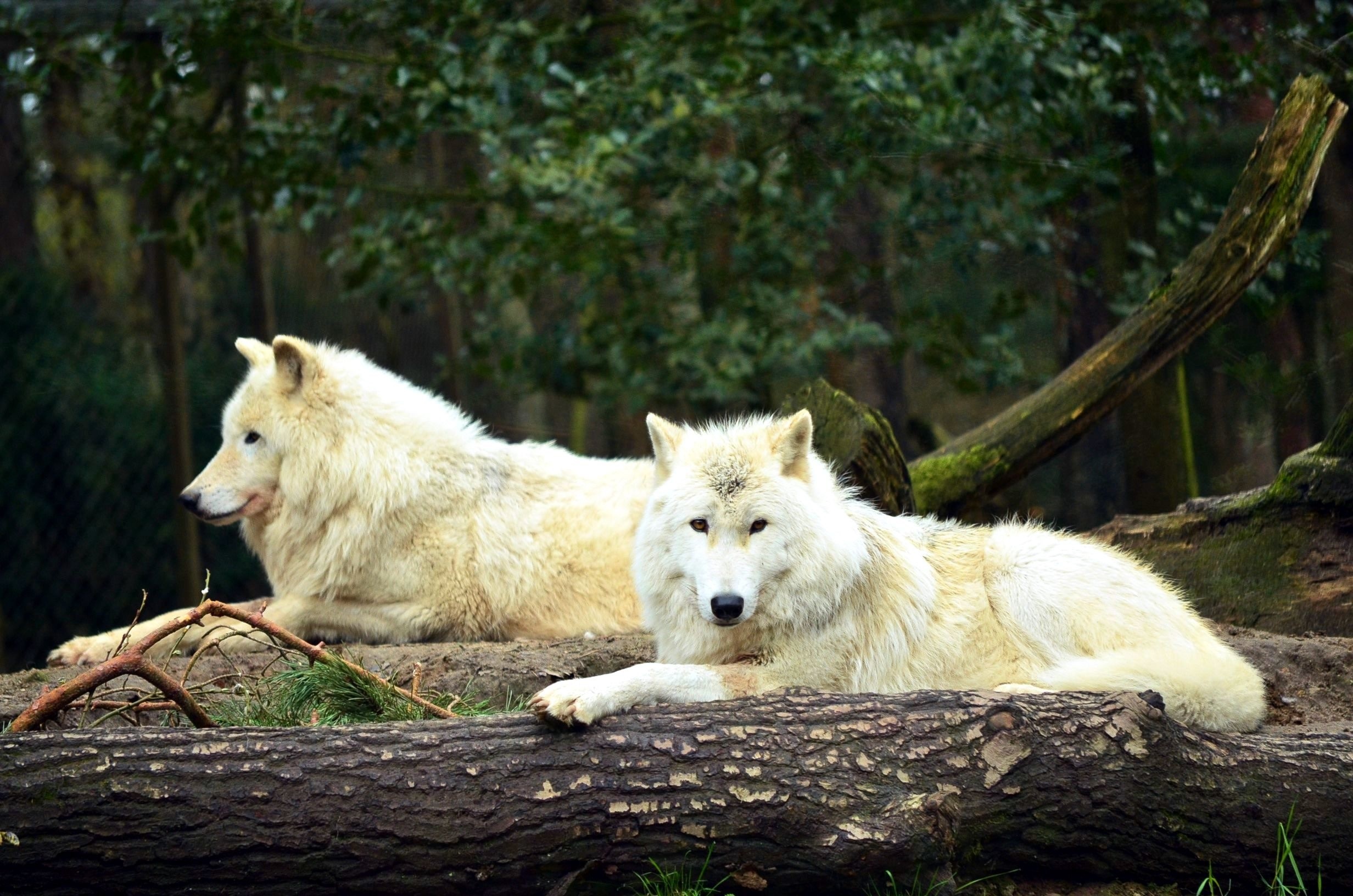 Two white wolves resting on logs in a forest HD Wallpaper