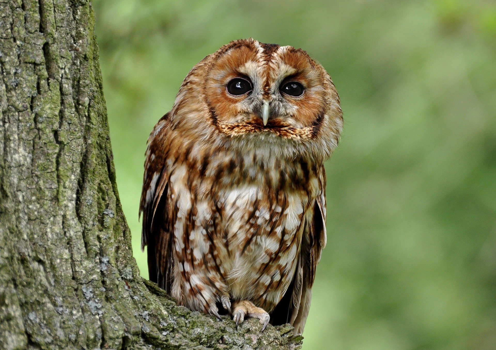 Tawny owl perched on a tree trunk HD Wallpaper
