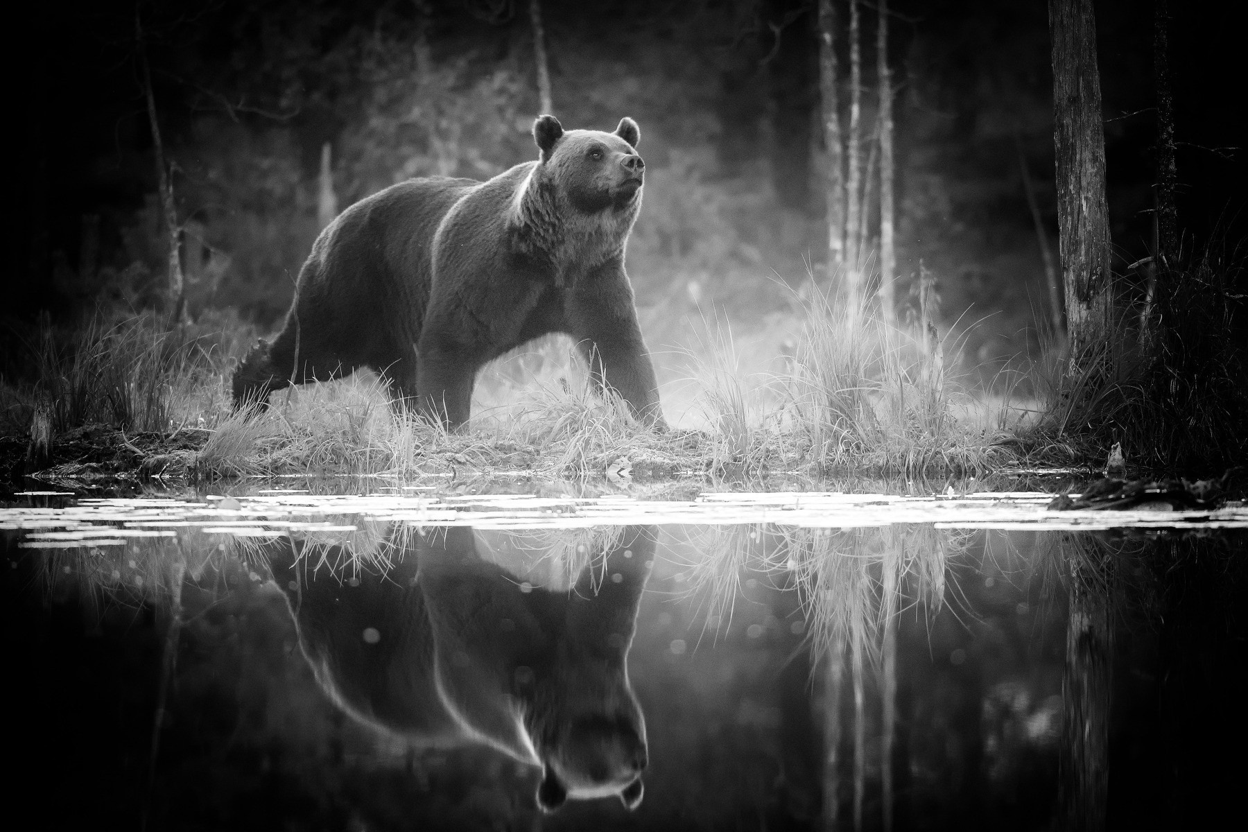Black and white photo of a bear by a lake HD Wallpaper