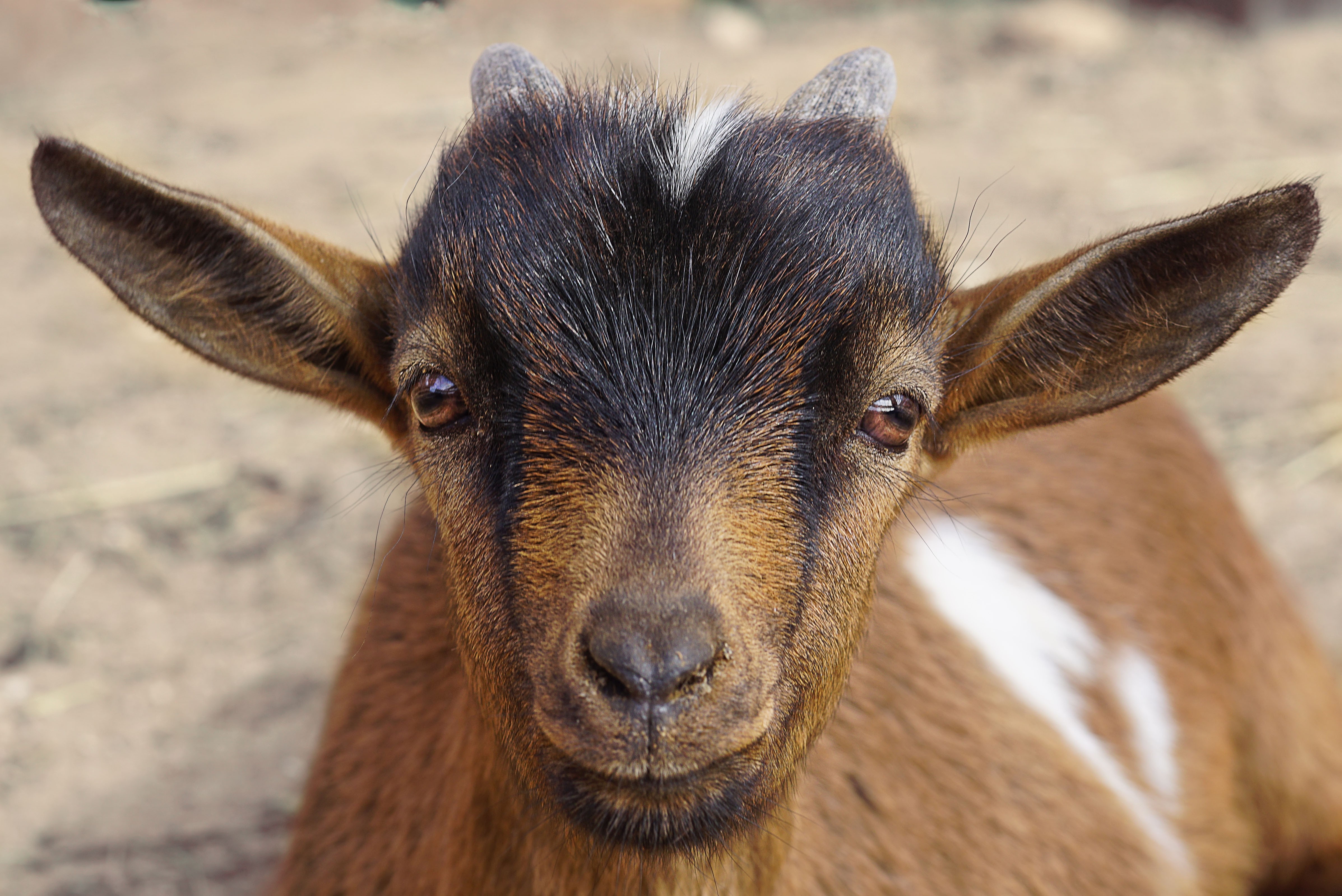 Close up of a young goat's face HD Wallpaper