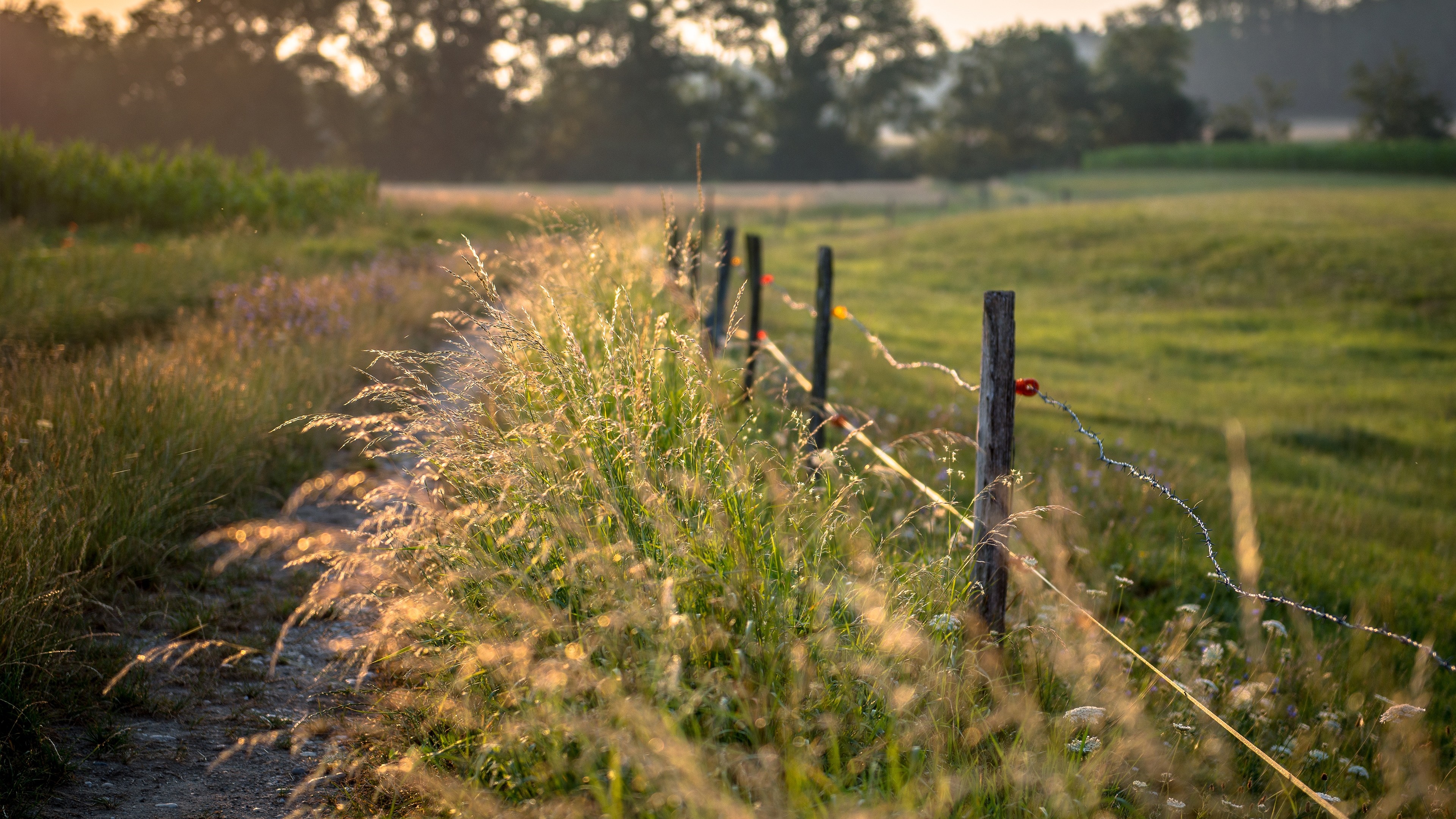 Fence line in a grassy field at sunrise HD Wallpaper