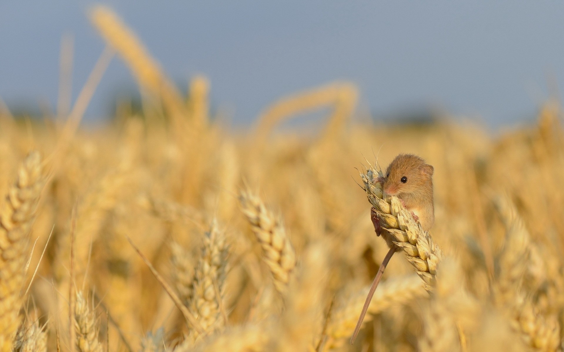 Mouse on a wheat stalk in a field HD Wallpaper