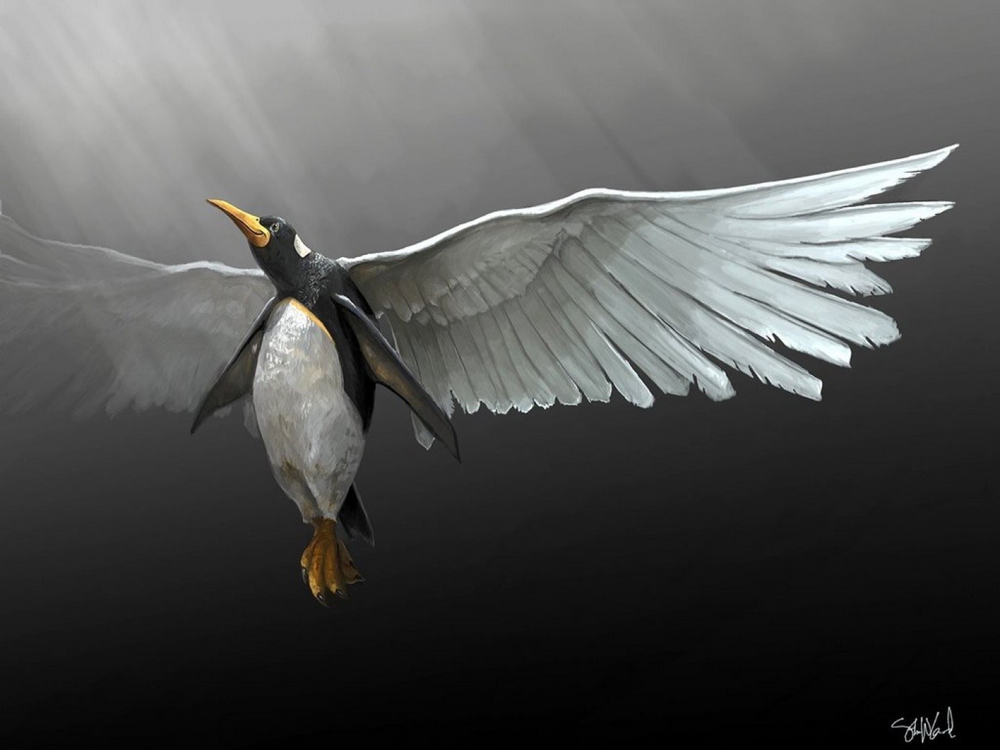Penguin with large white wings in flight HD Wallpaper