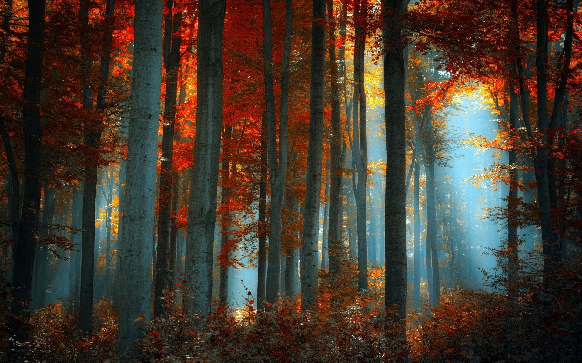 Sunlight filtering through autumn forest trees HD Wallpaper