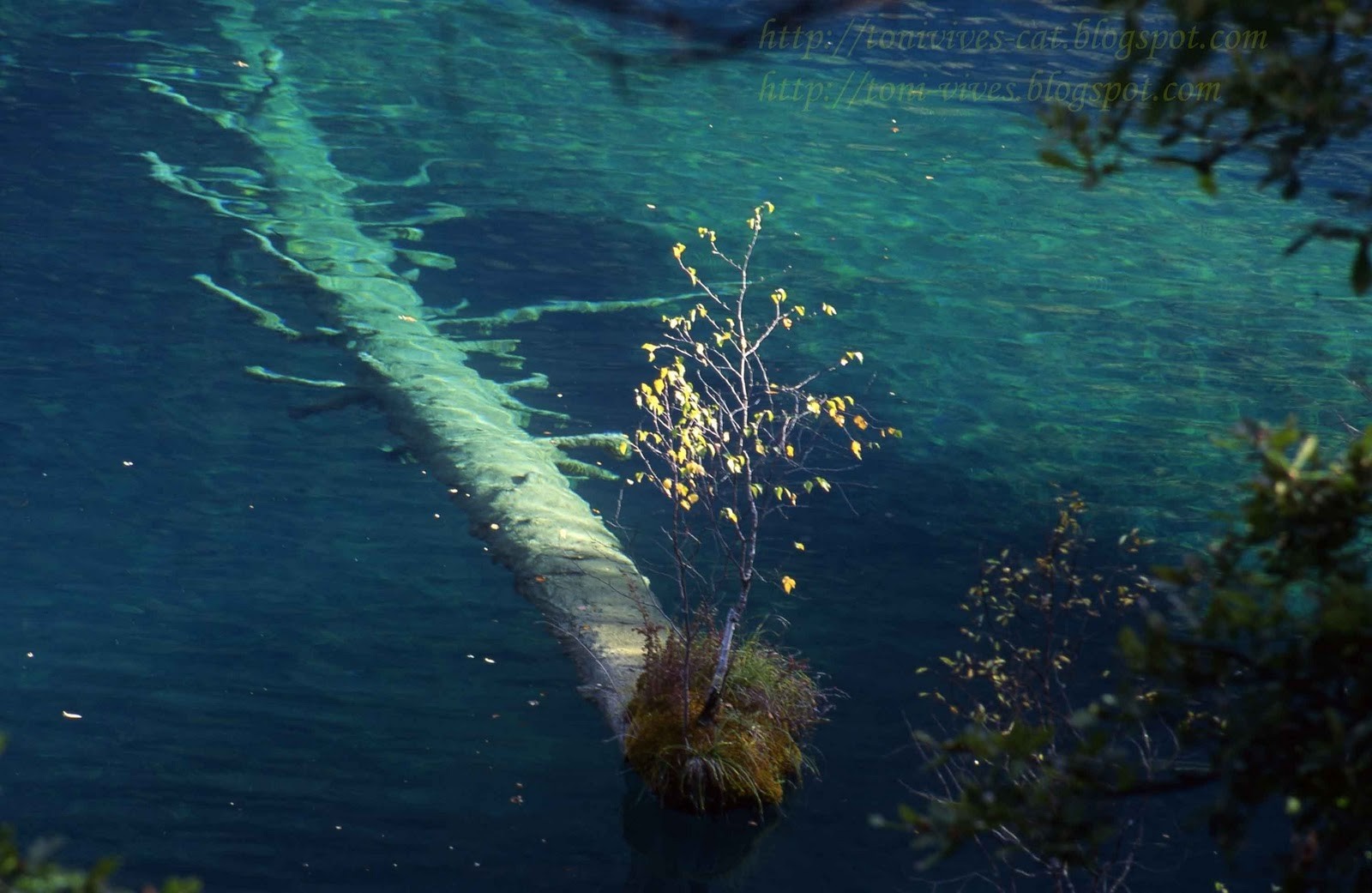 Submerged tree trunk in clear turquoise water with a small tree HD Wallpaper