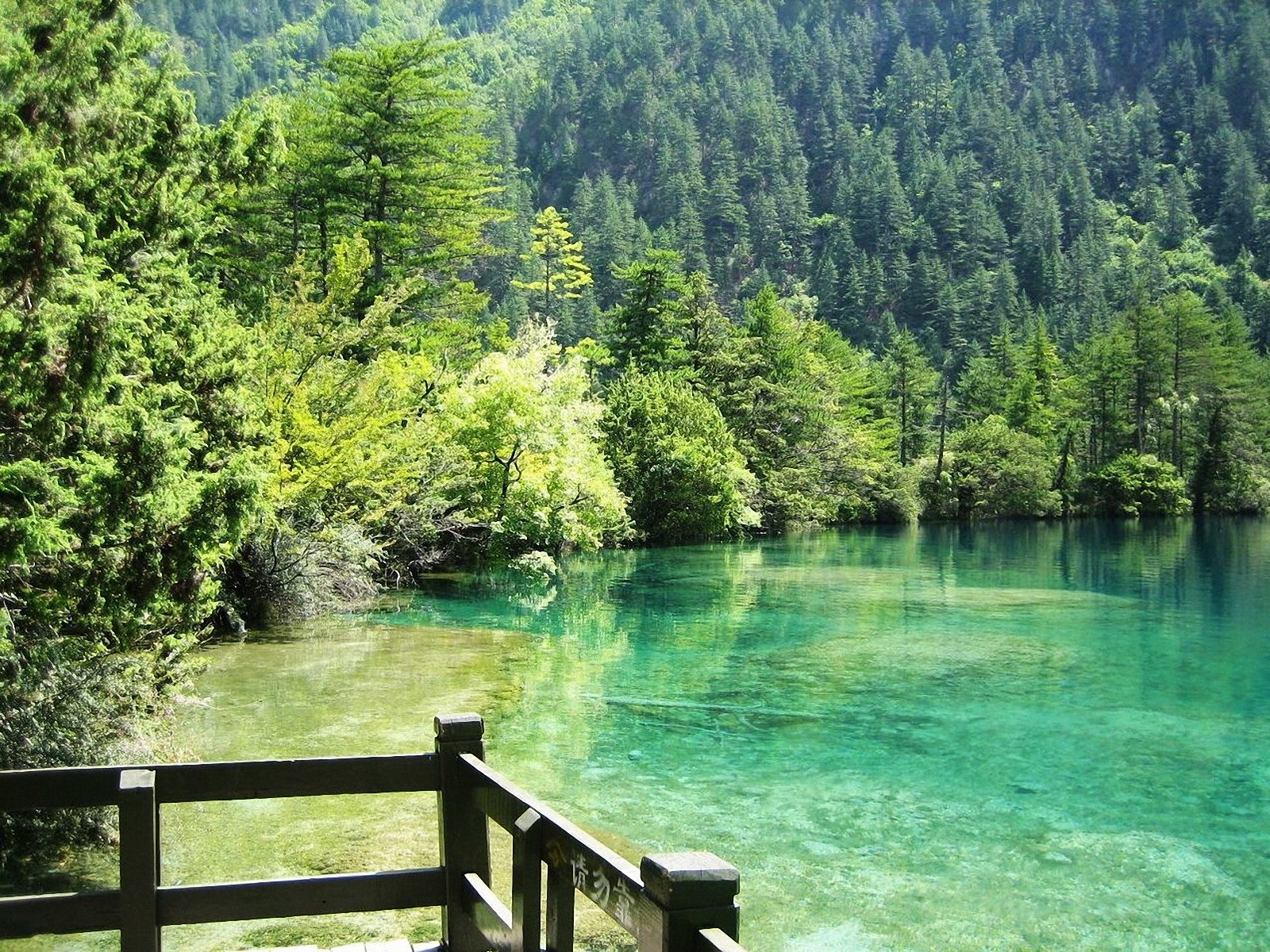Clear turquoise lake surrounded by a dense green forest HD Wallpaper
