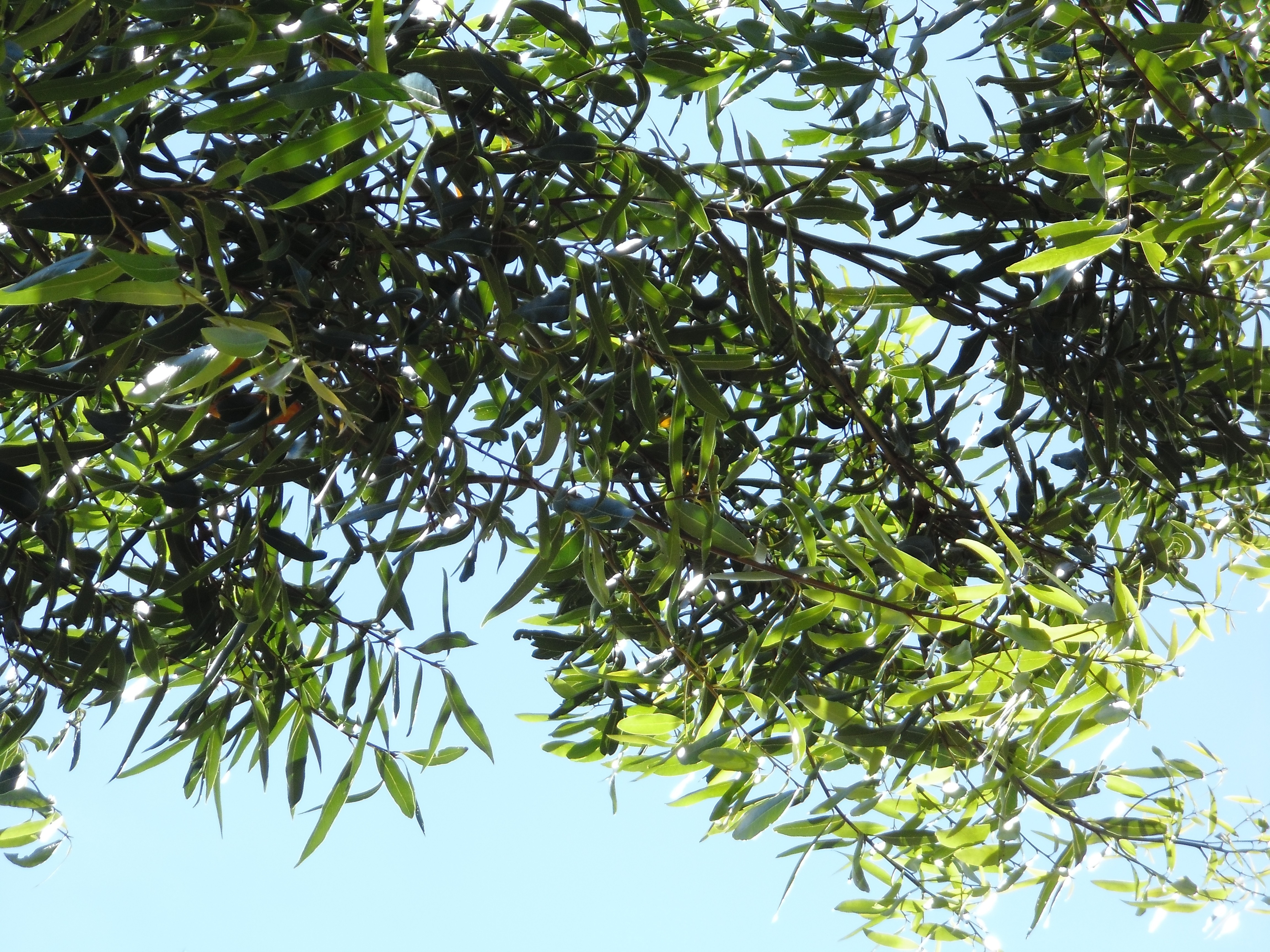 Green leaves and branches against a blue sky HD Wallpaper