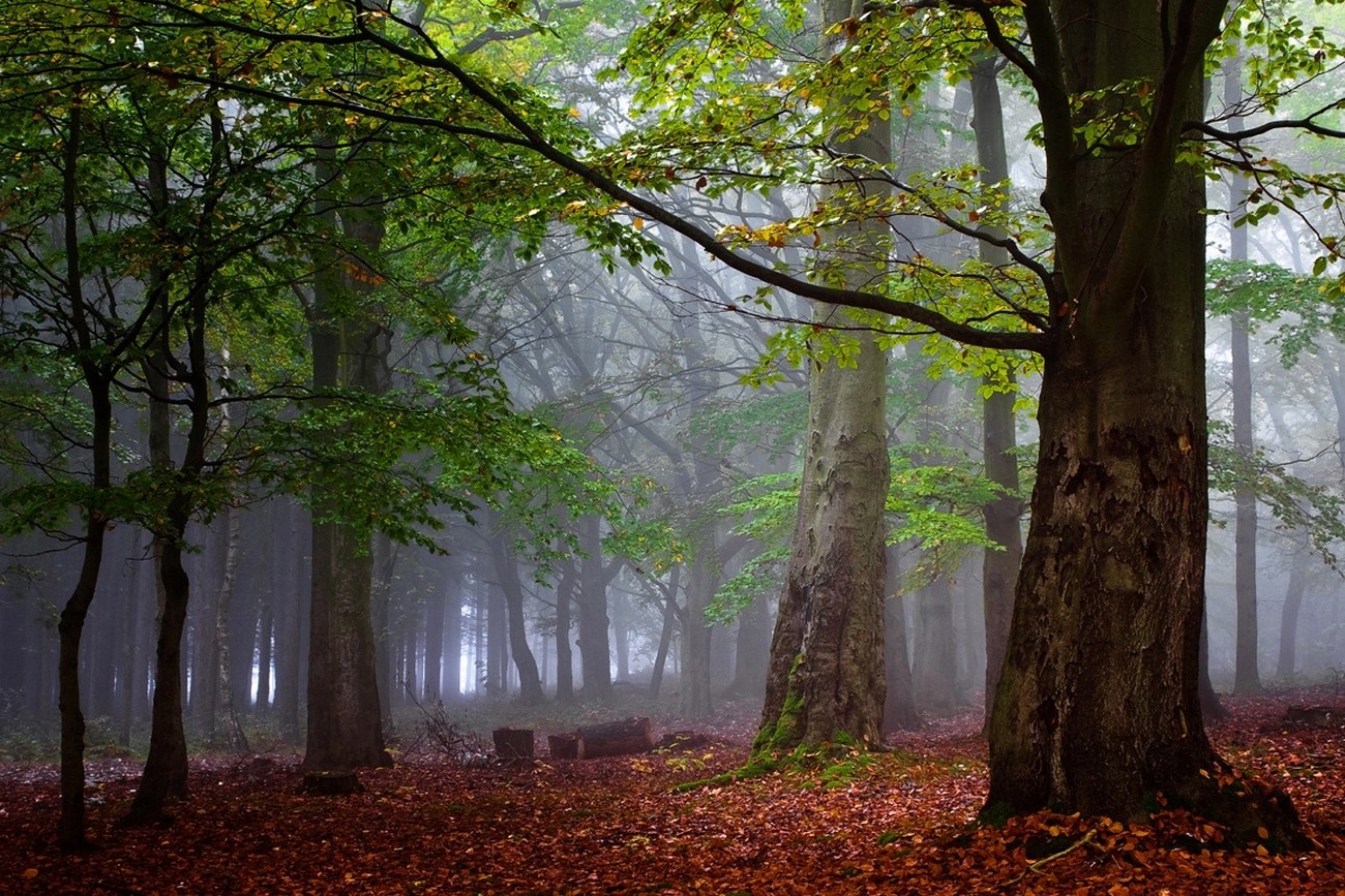 Misty forest with fallen leaves and sunlight HD Wallpaper