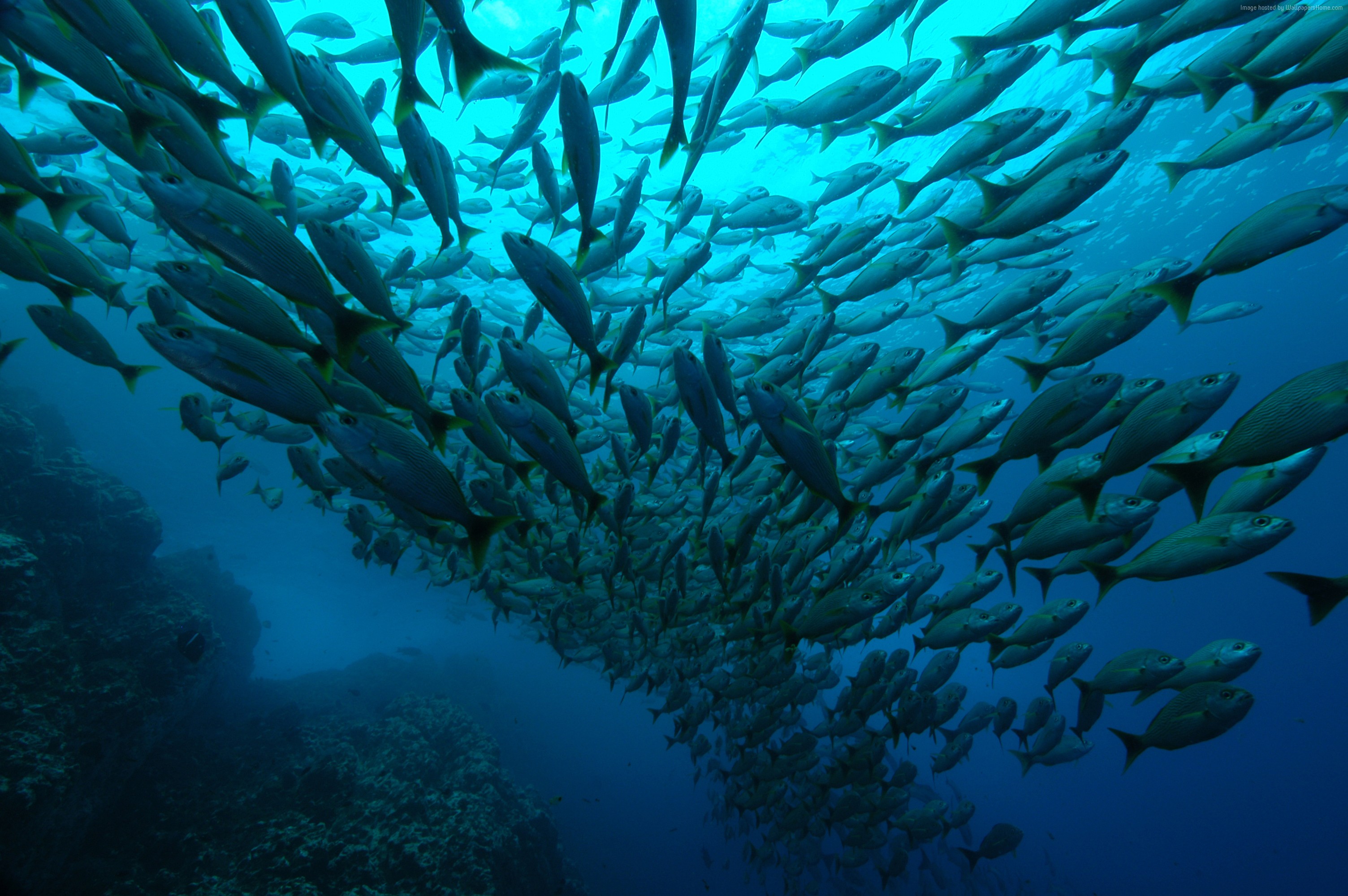 School of fish swimming near coral reef in Costa Rica HD Wallpaper