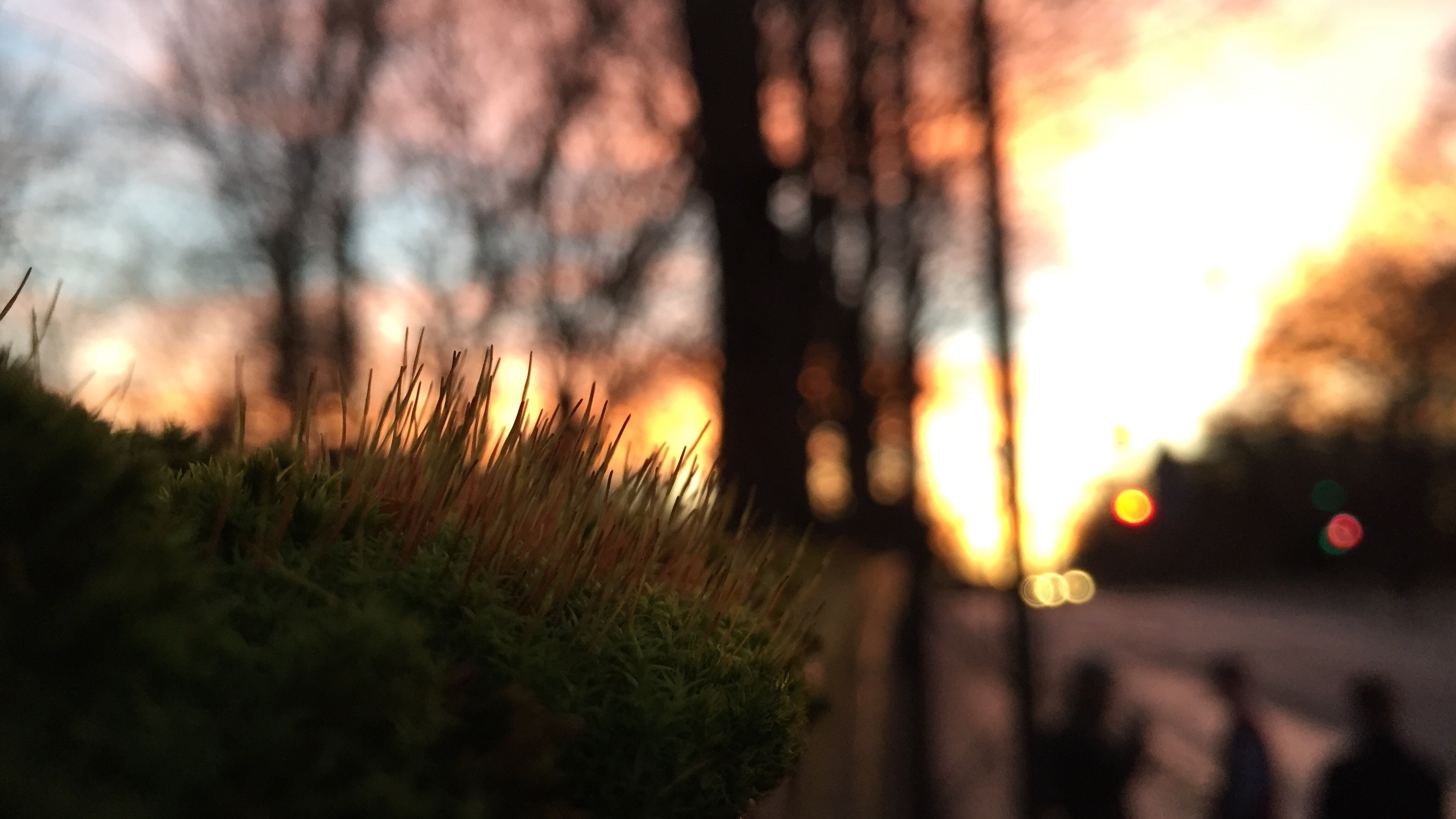 Moss and grass at sunset with blurred trees and people HD Wallpaper