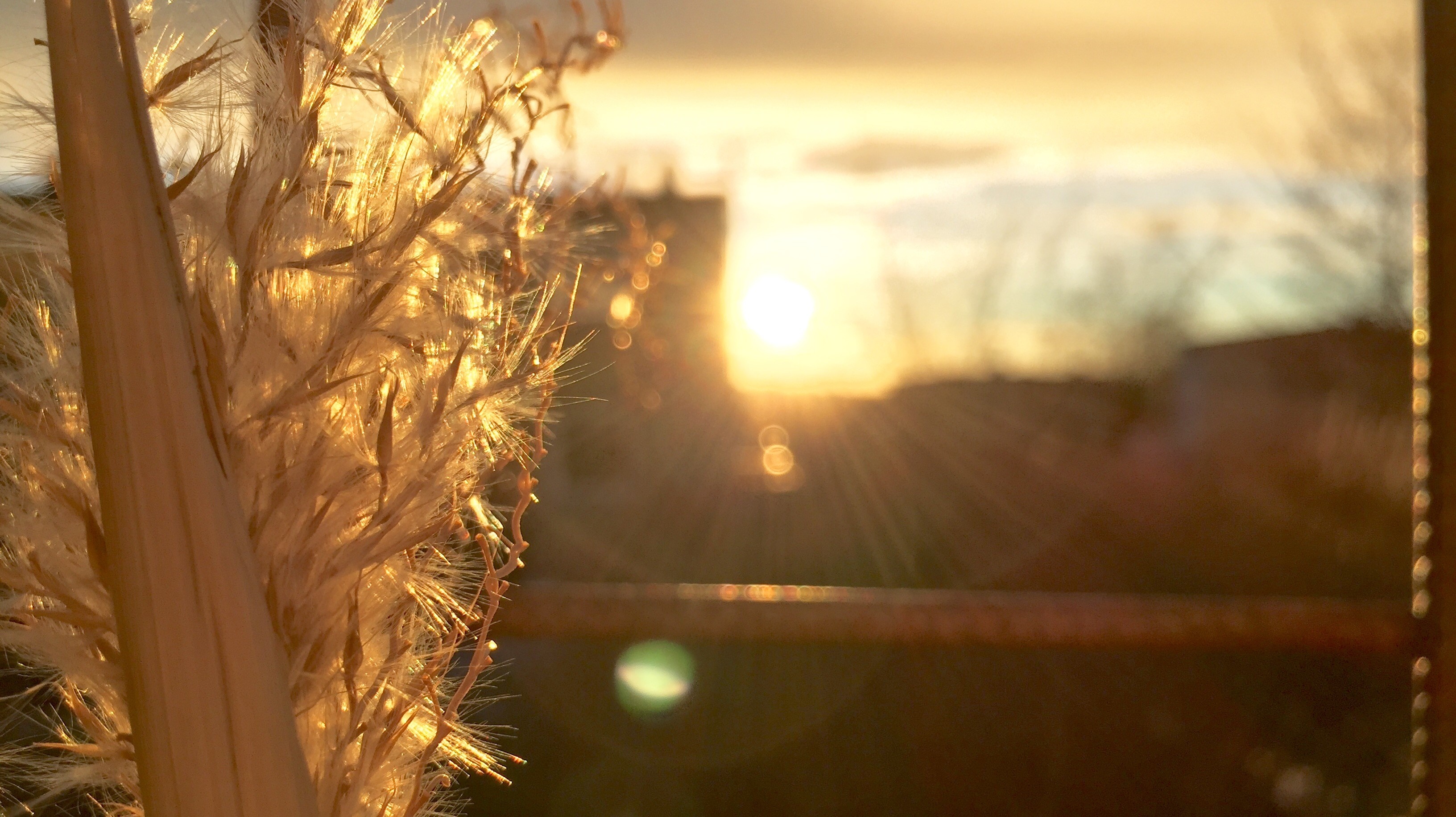 Sunlight filtering through dry grass at sunset HD Wallpaper