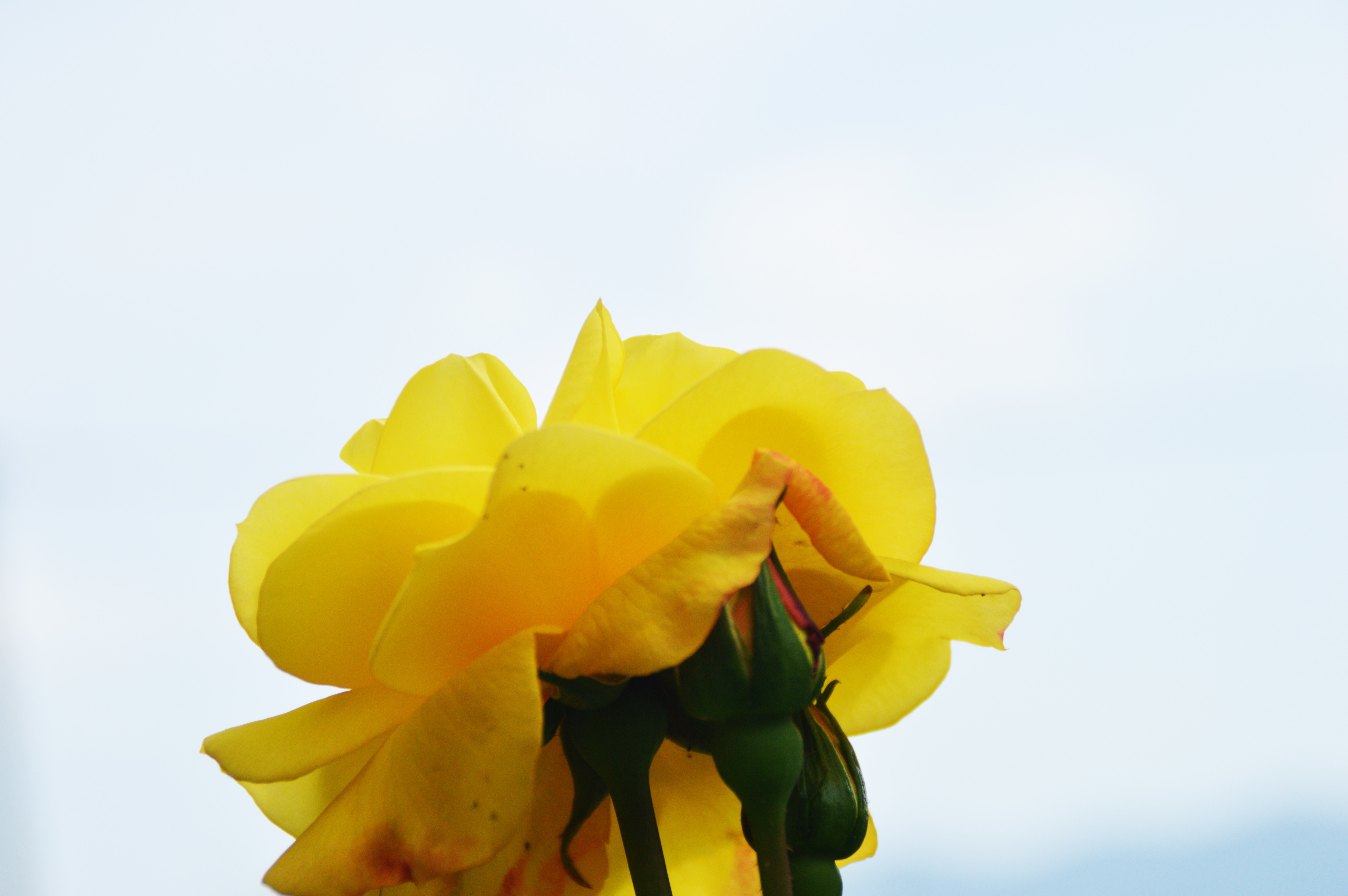 Yellow rose with buds against a light sky HD Wallpaper
