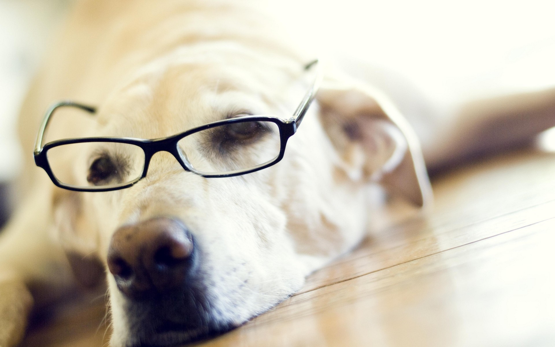 Labrador dog wearing glasses lying down HD Wallpaper