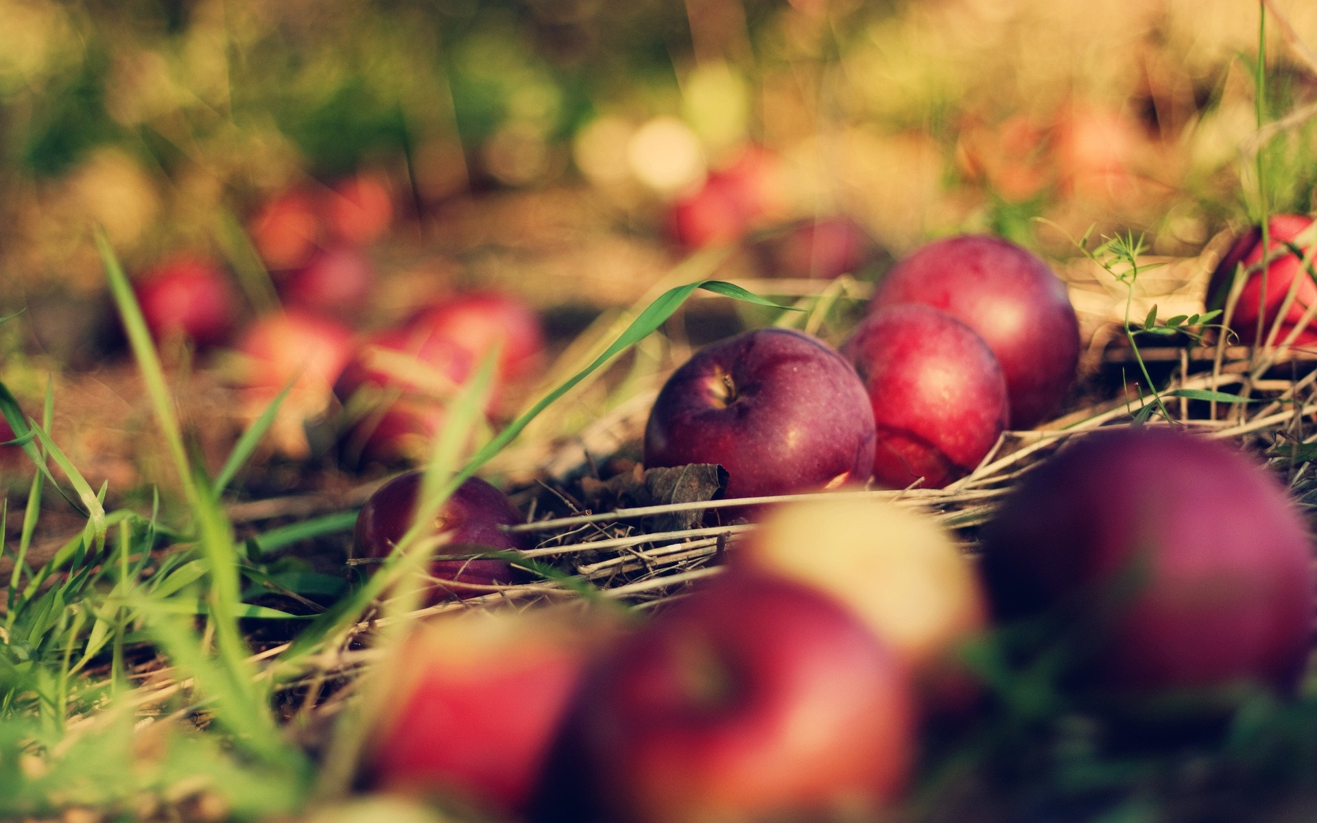 Apples on the ground in grass HD Wallpaper