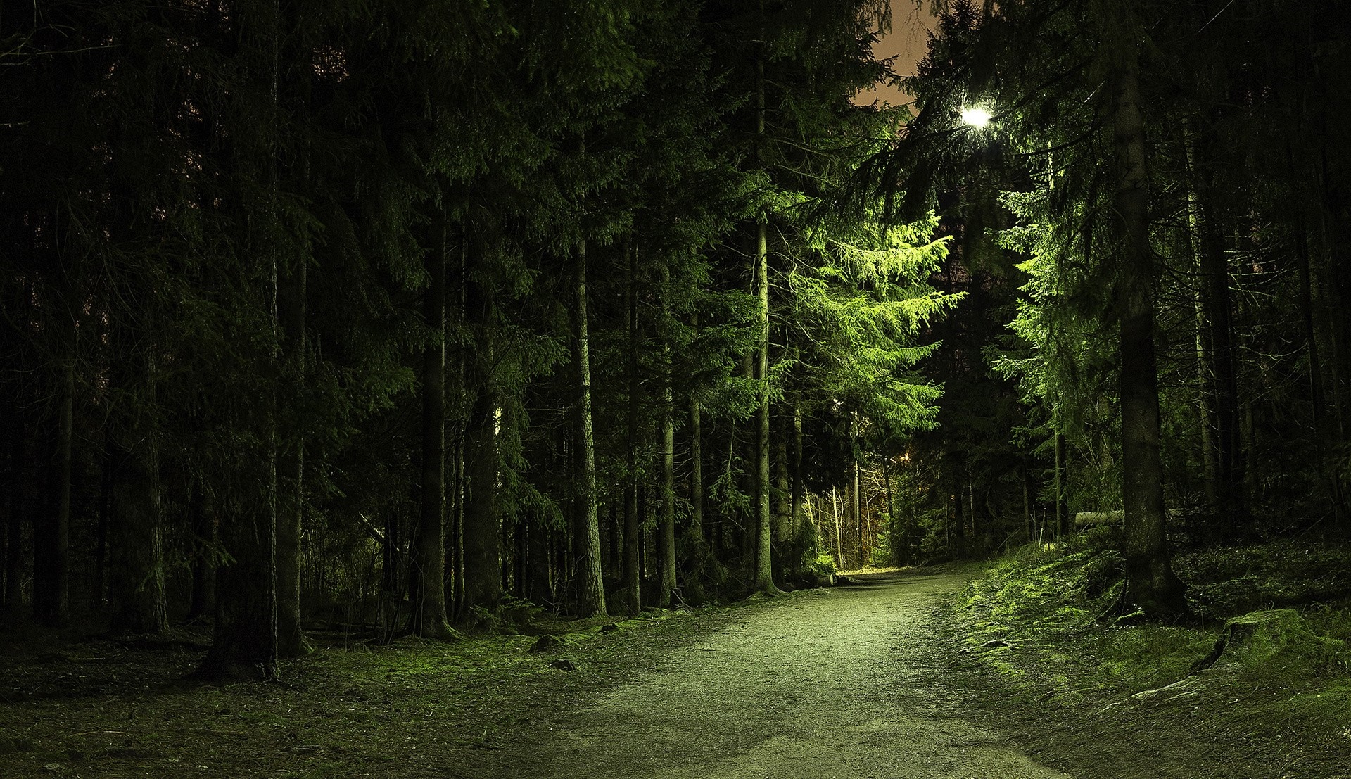Path through a dark forest at night with a street light HD Wallpaper