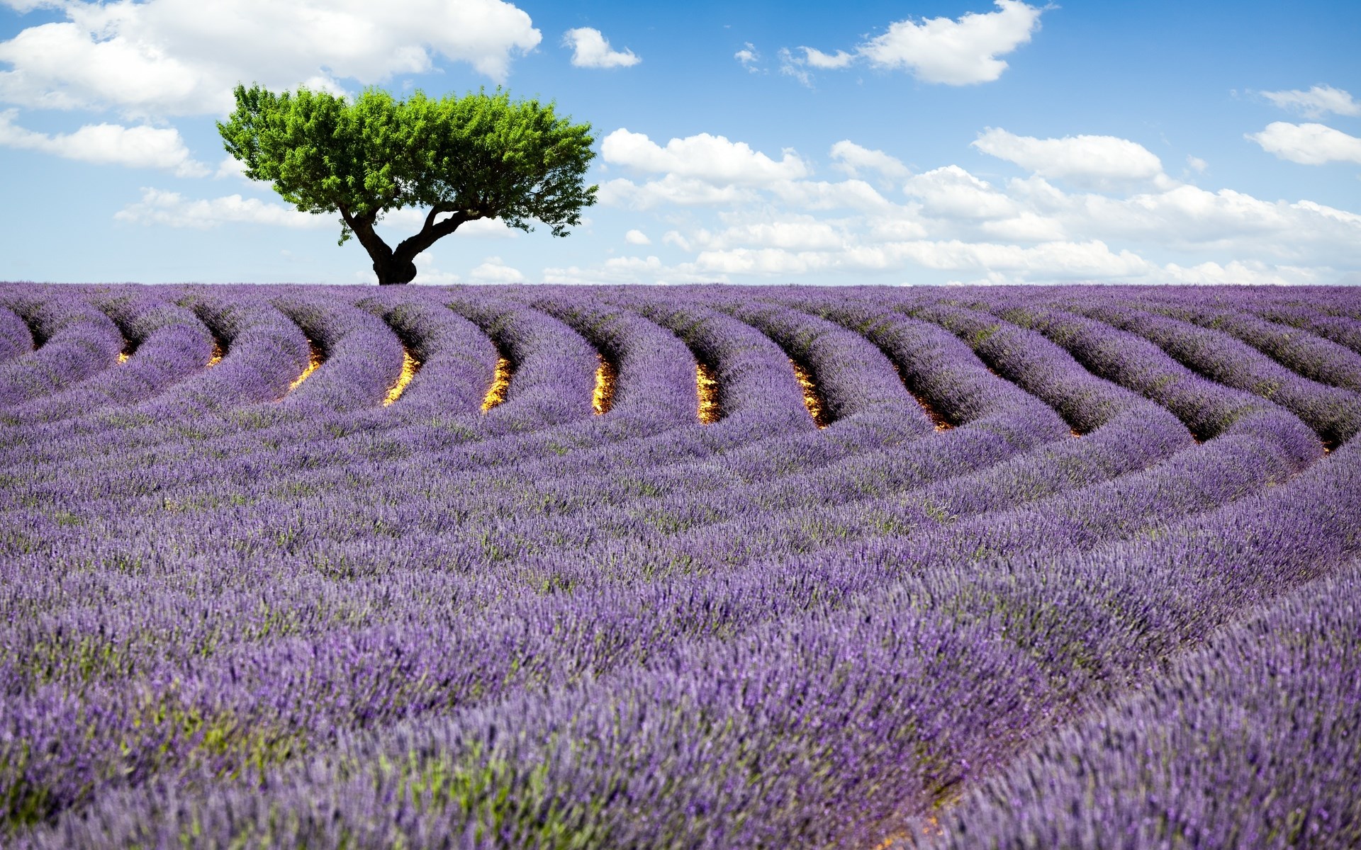 Lavender field with a lone tree under a cloudy sky HD Wallpaper