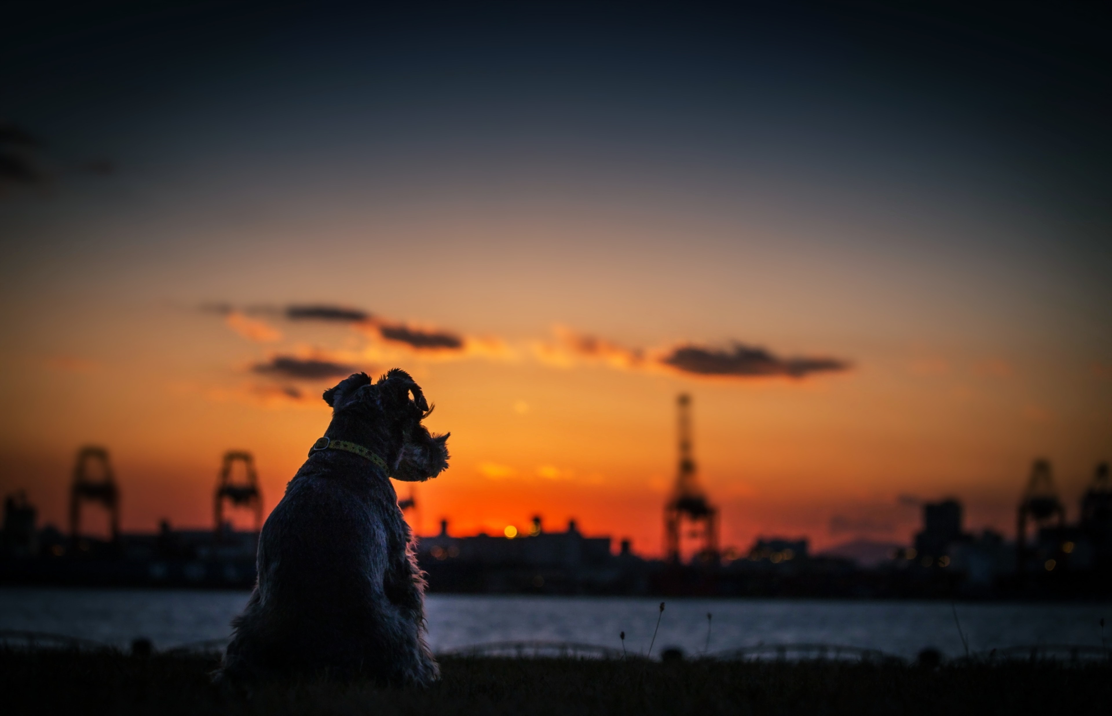 Dog sitting by the sea at sunset HD Wallpaper