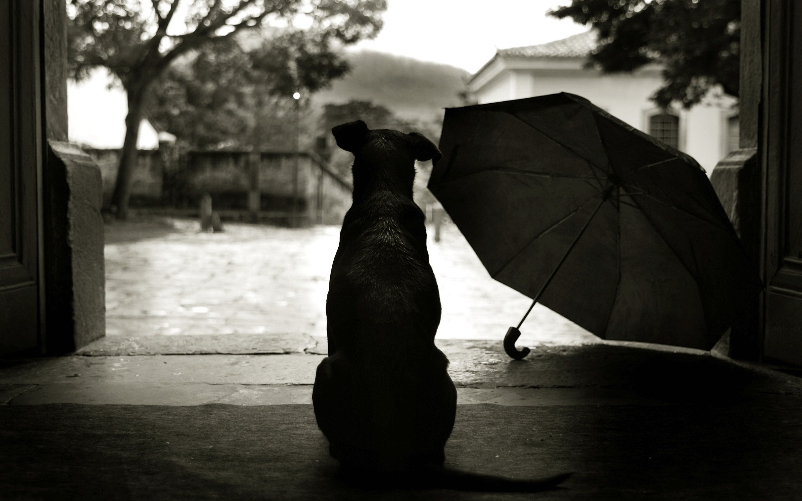 Dog sitting by an umbrella in the rain HD Wallpaper