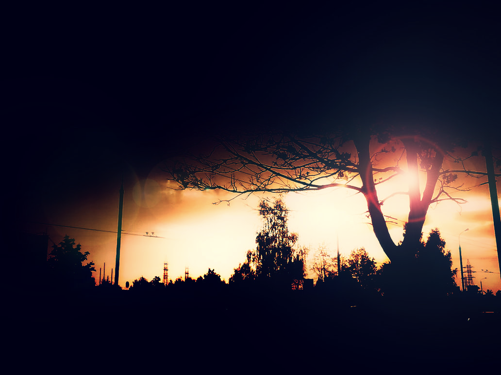 Silhouette of trees against a sunset sky HD Wallpaper
