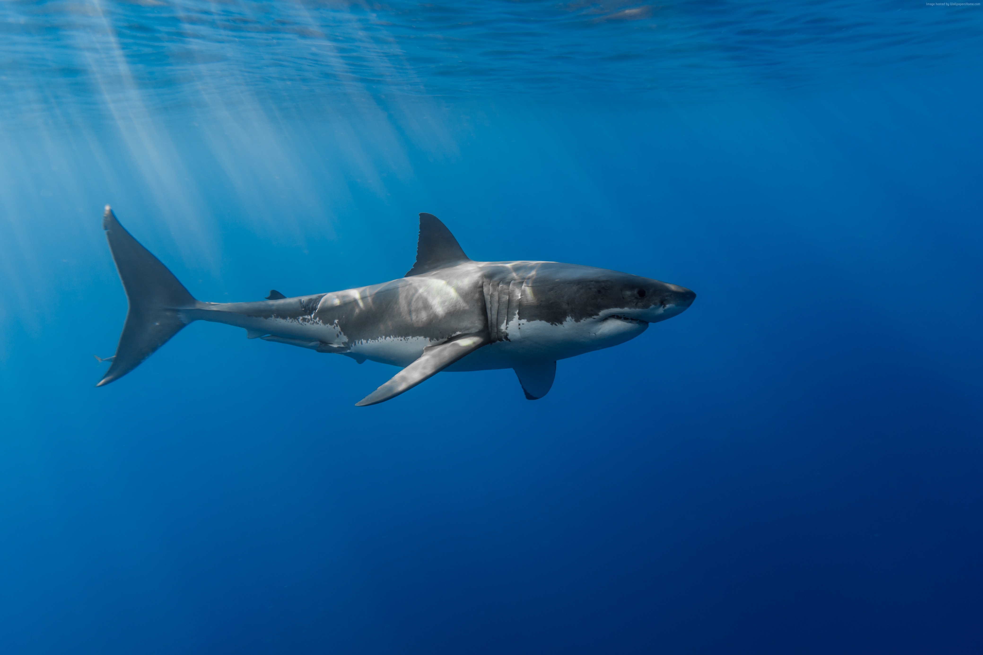 Great White Shark swimming underwater HD Wallpaper