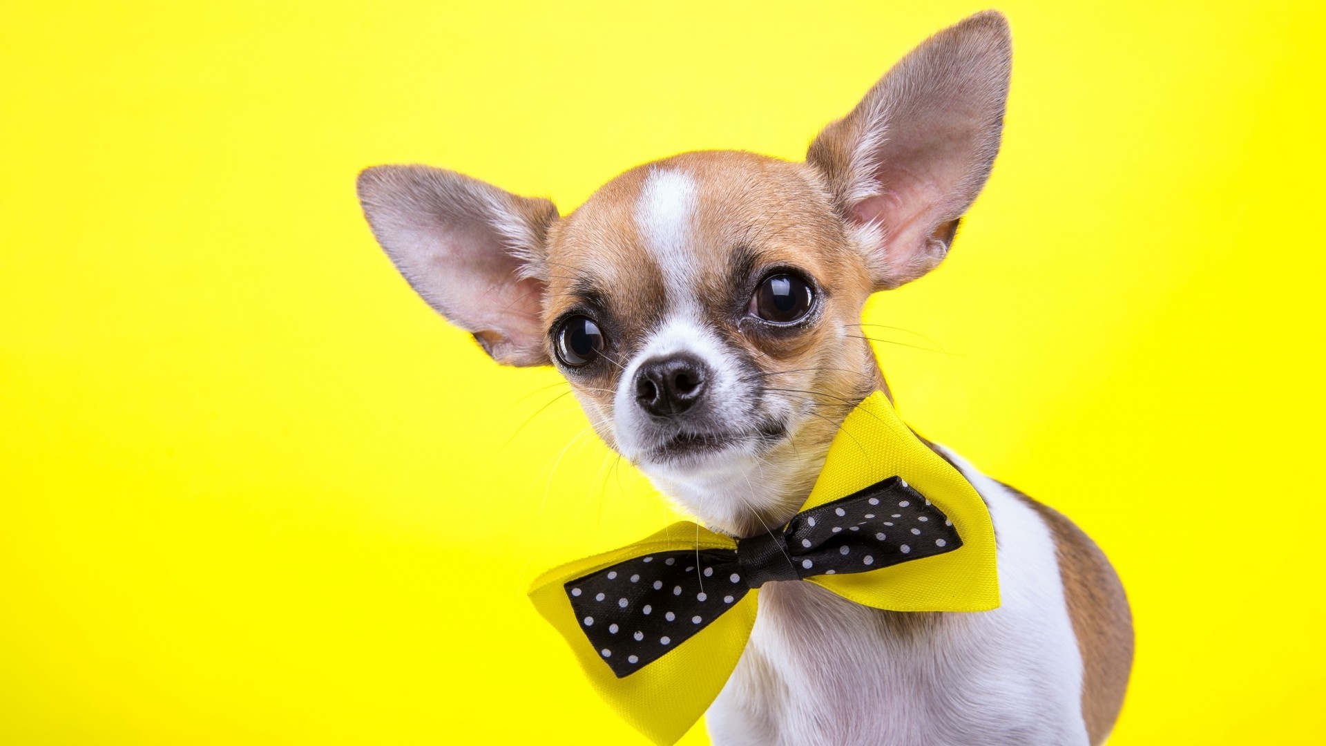 Chihuahua dog wearing a yellow bow tie HD Wallpaper