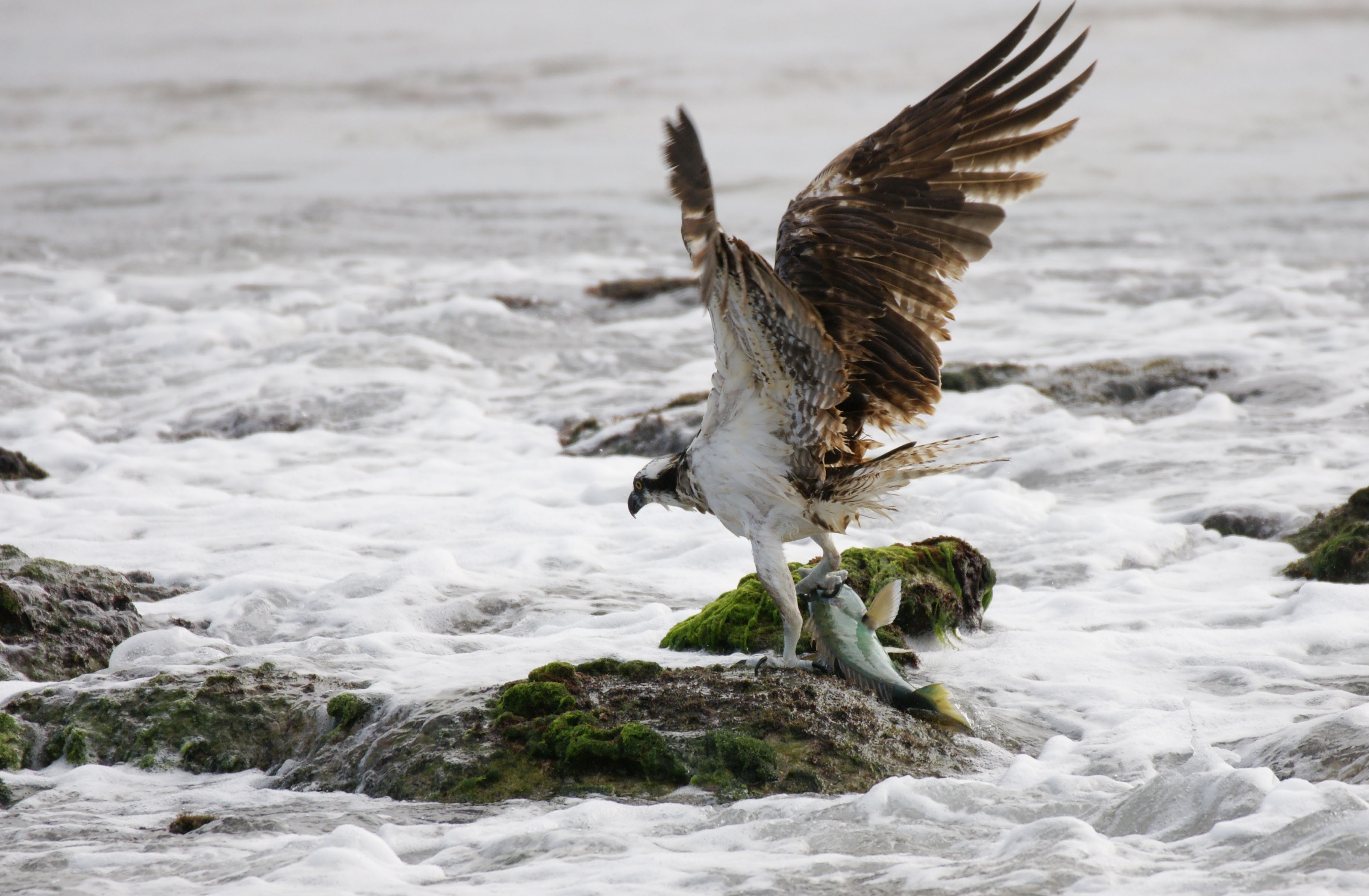 Osprey with fish on rocks in the ocean HD Wallpaper