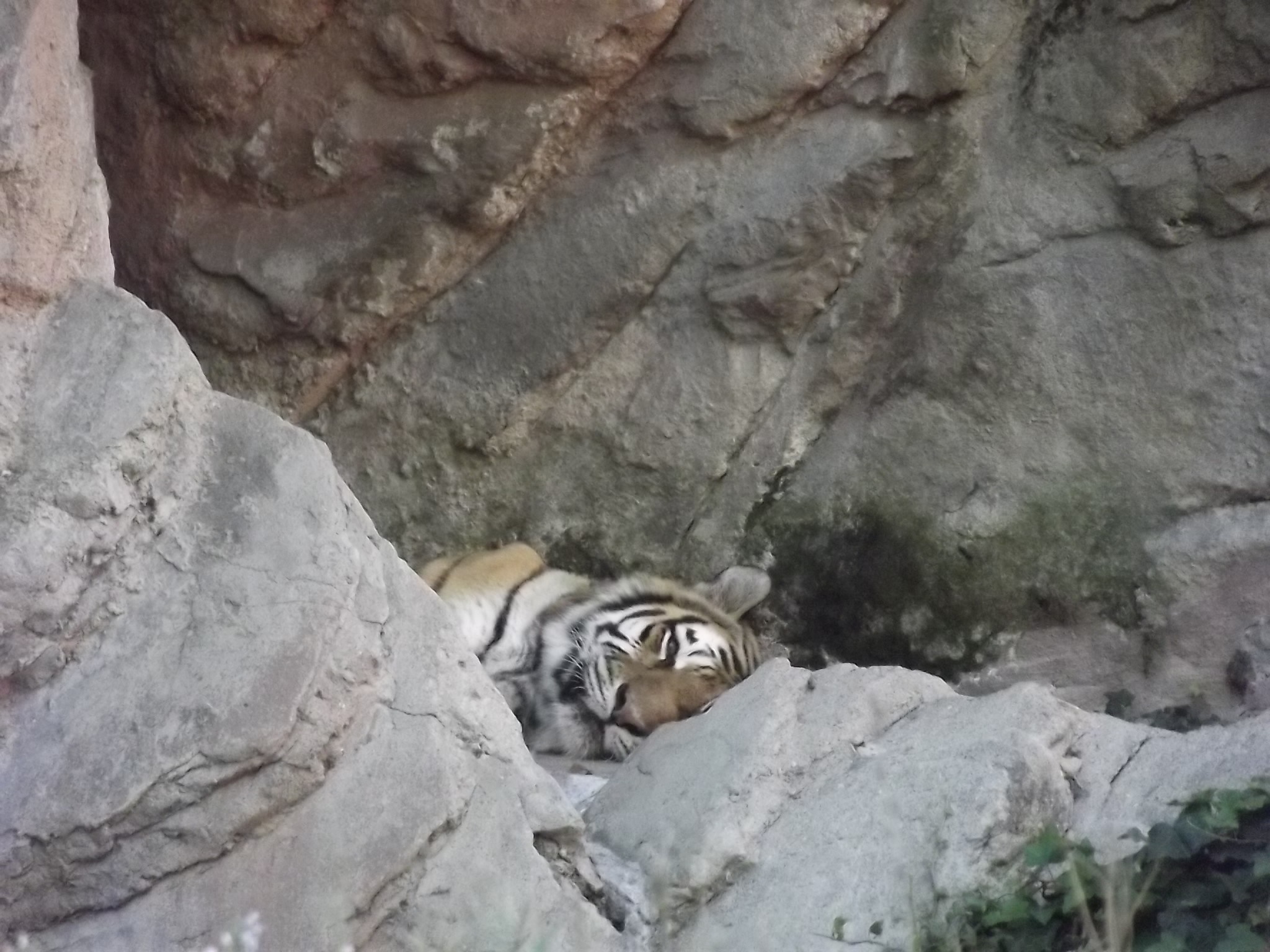 Tiger sleeping in a rocky enclosure HD Wallpaper