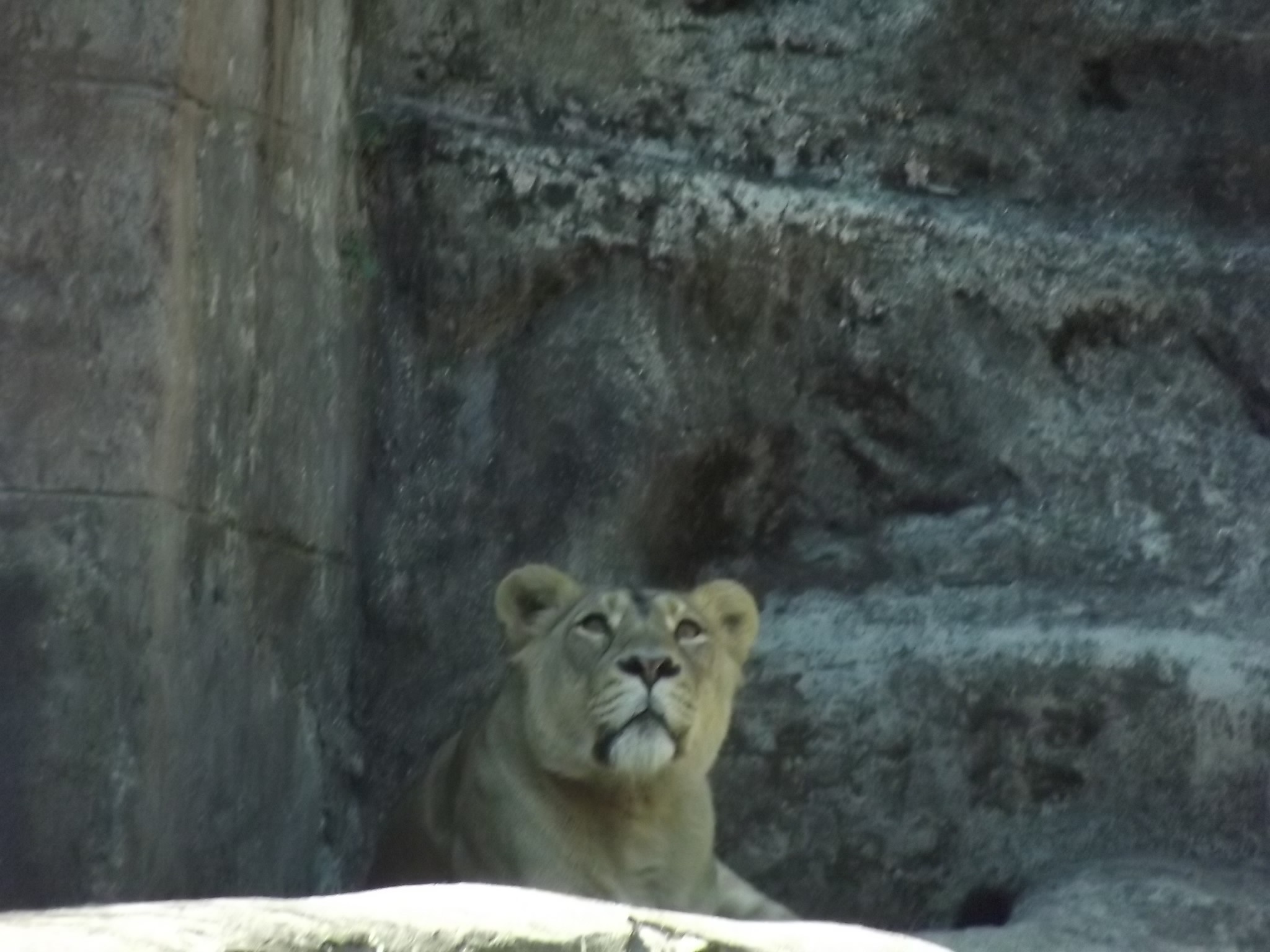 Lioness looking up in a rocky enclosure HD Wallpaper