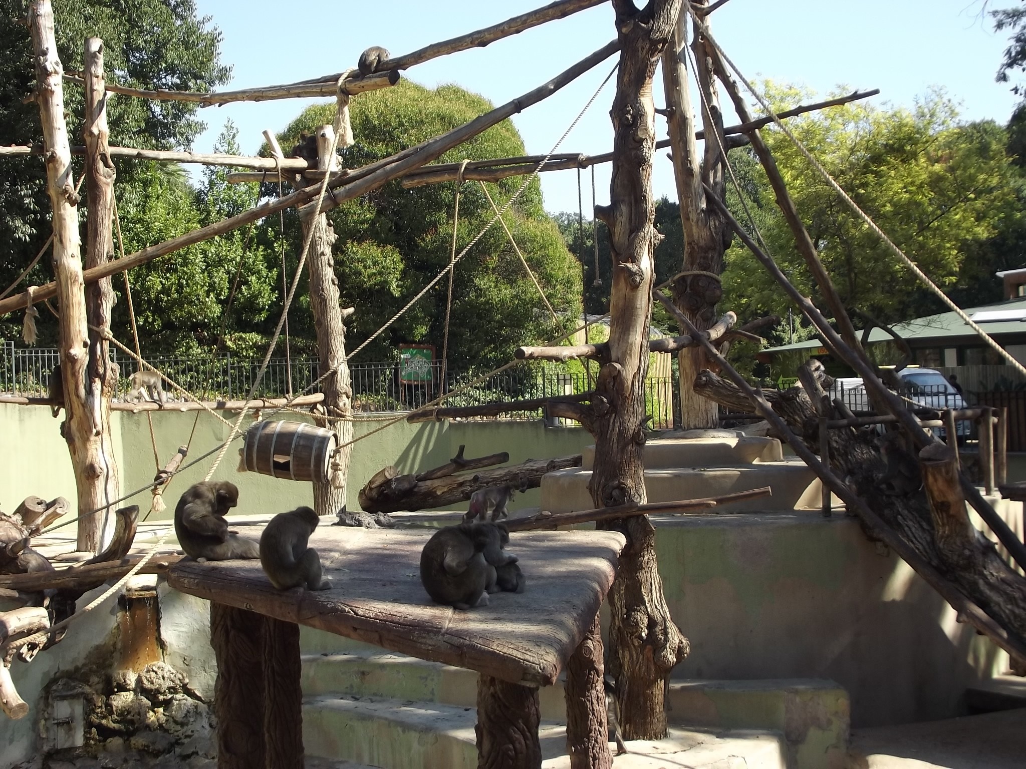 Monkeys in a zoo enclosure with wooden structures HD Wallpaper