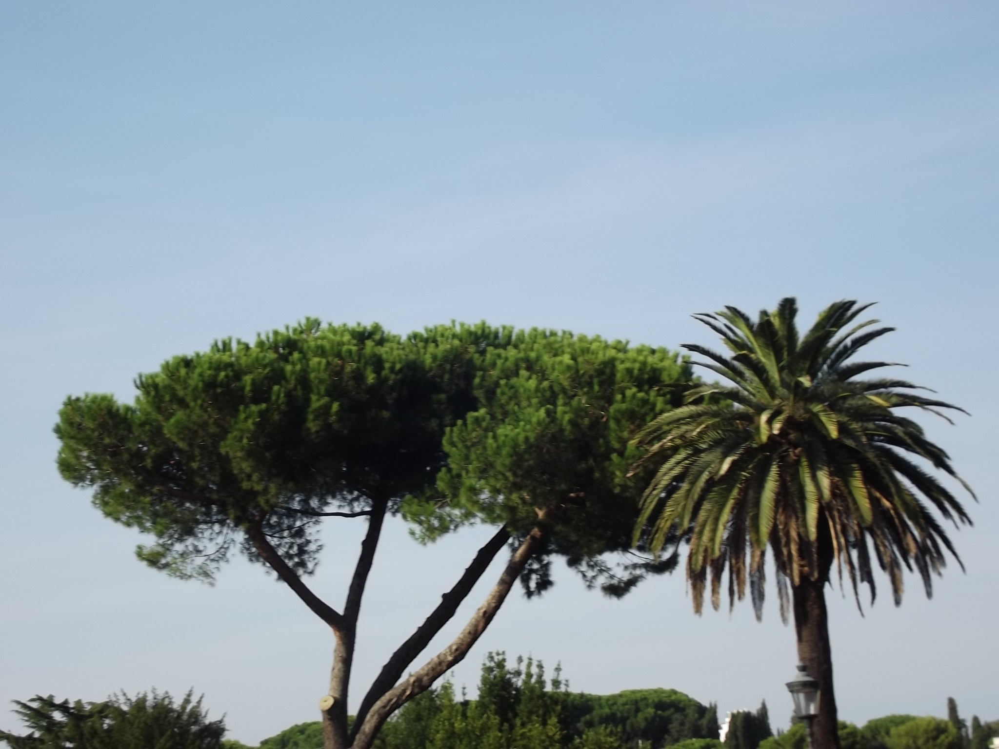 Pine tree and palm tree against a blue sky HD Wallpaper