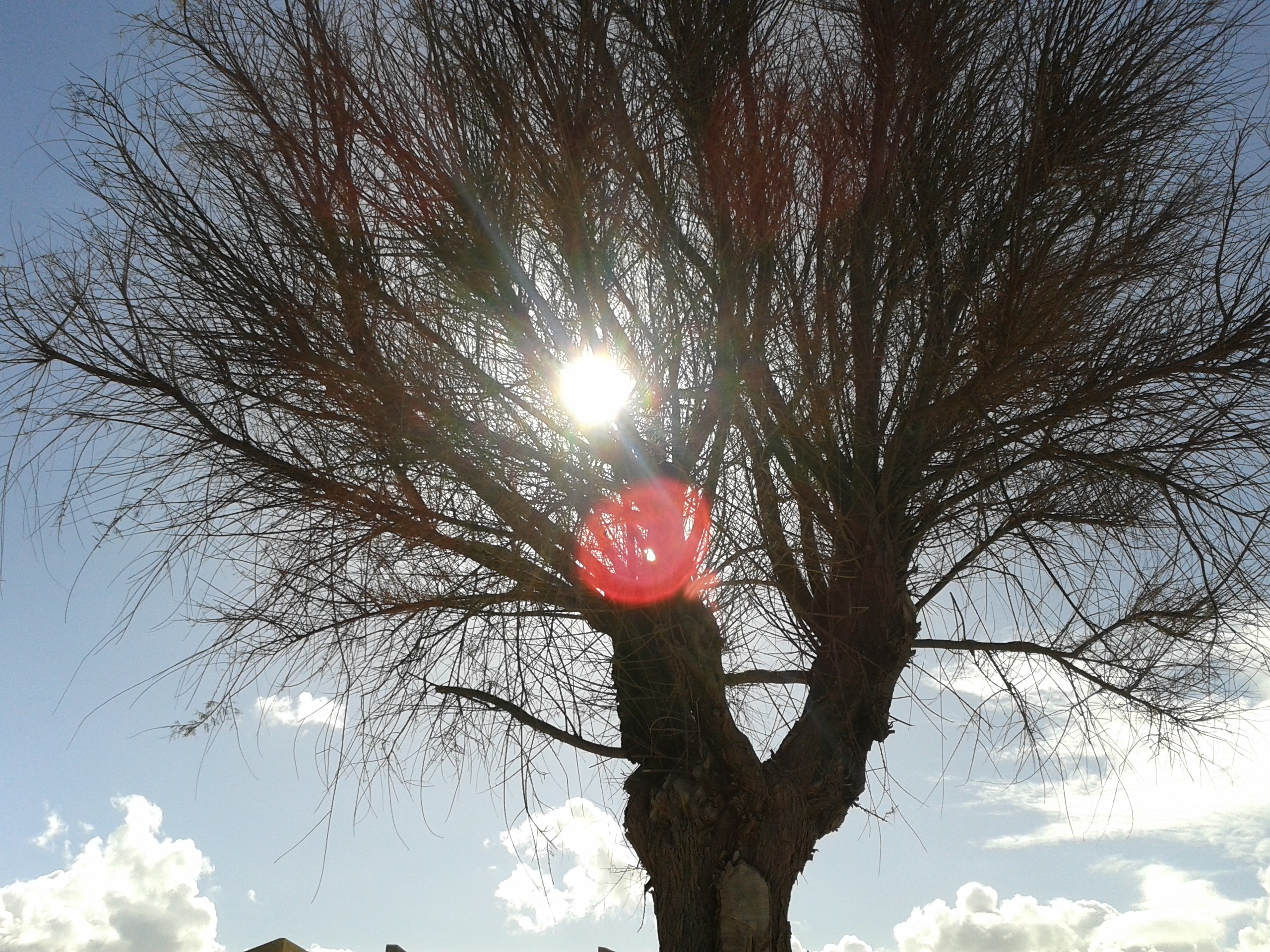 Bare tree branches with sun shining through HD Wallpaper