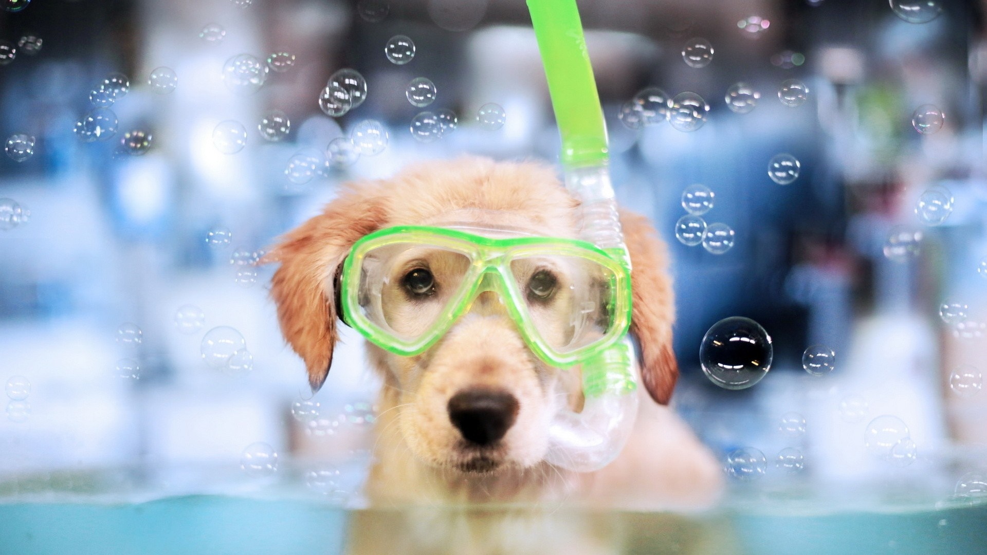 Golden Retriever puppy wearing a snorkel mask in water HD Wallpaper