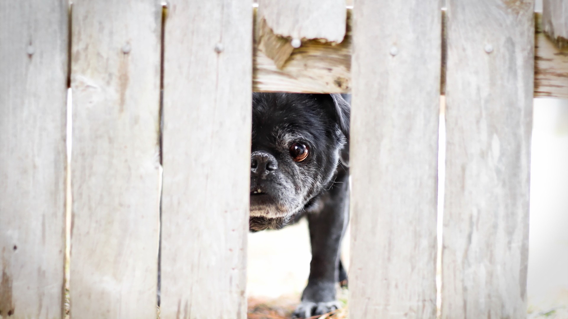 Black pug peeking through a wooden fence HD Wallpaper