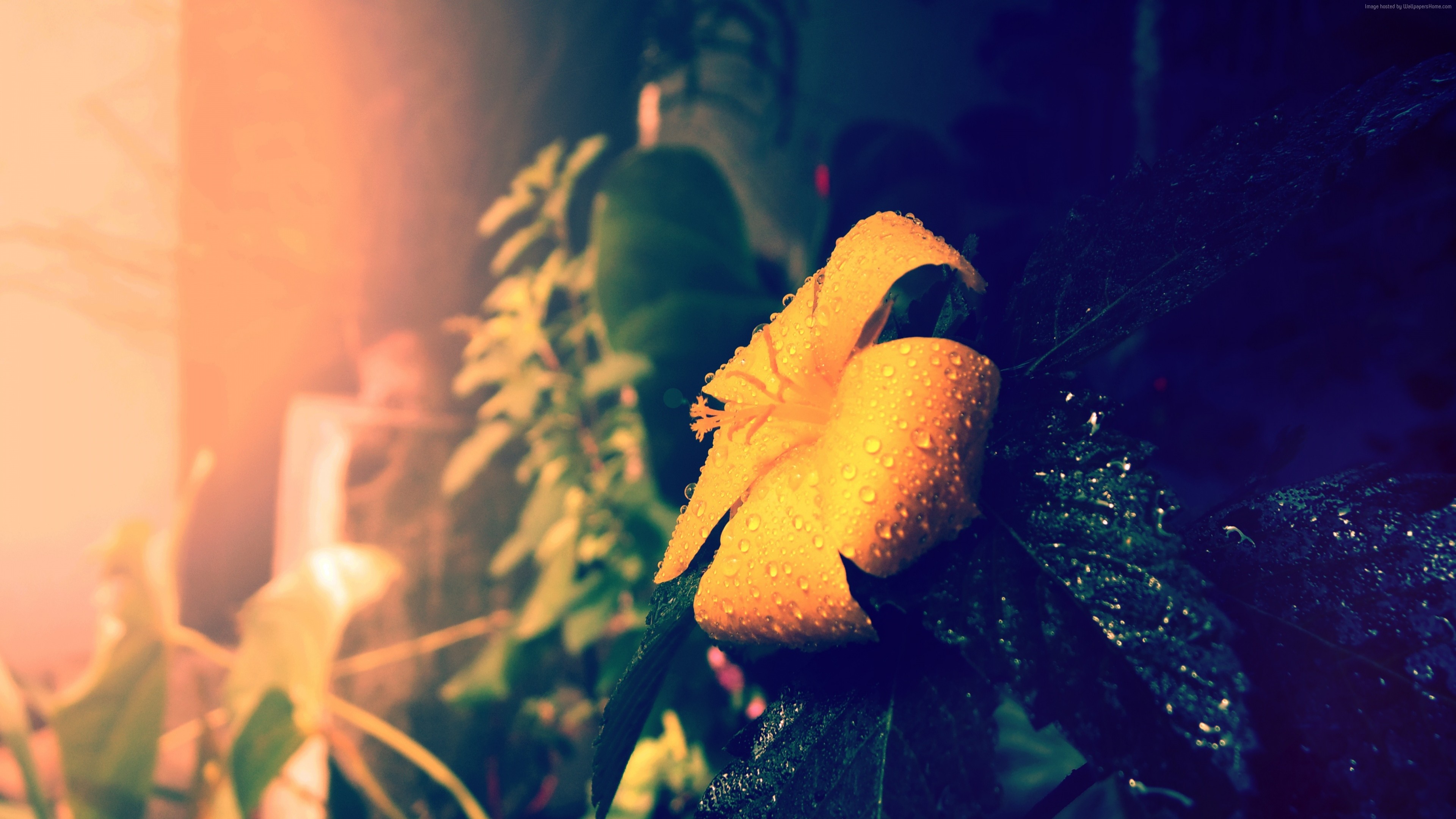 Yellow flower with water drops HD Wallpaper