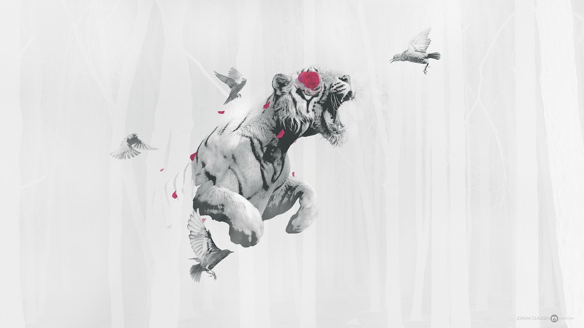 White tiger roaring with birds and rose petals HD Wallpaper