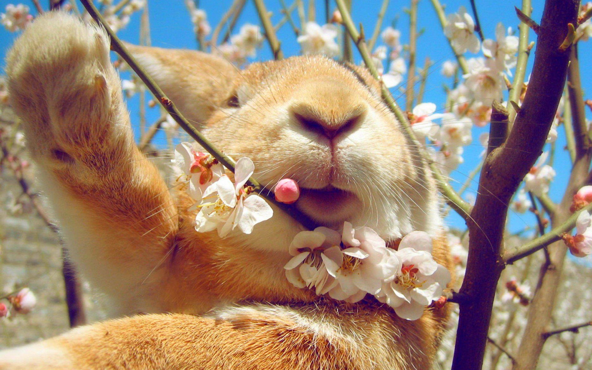 Close-up of a rabbit with flowers in its fur HD Wallpaper