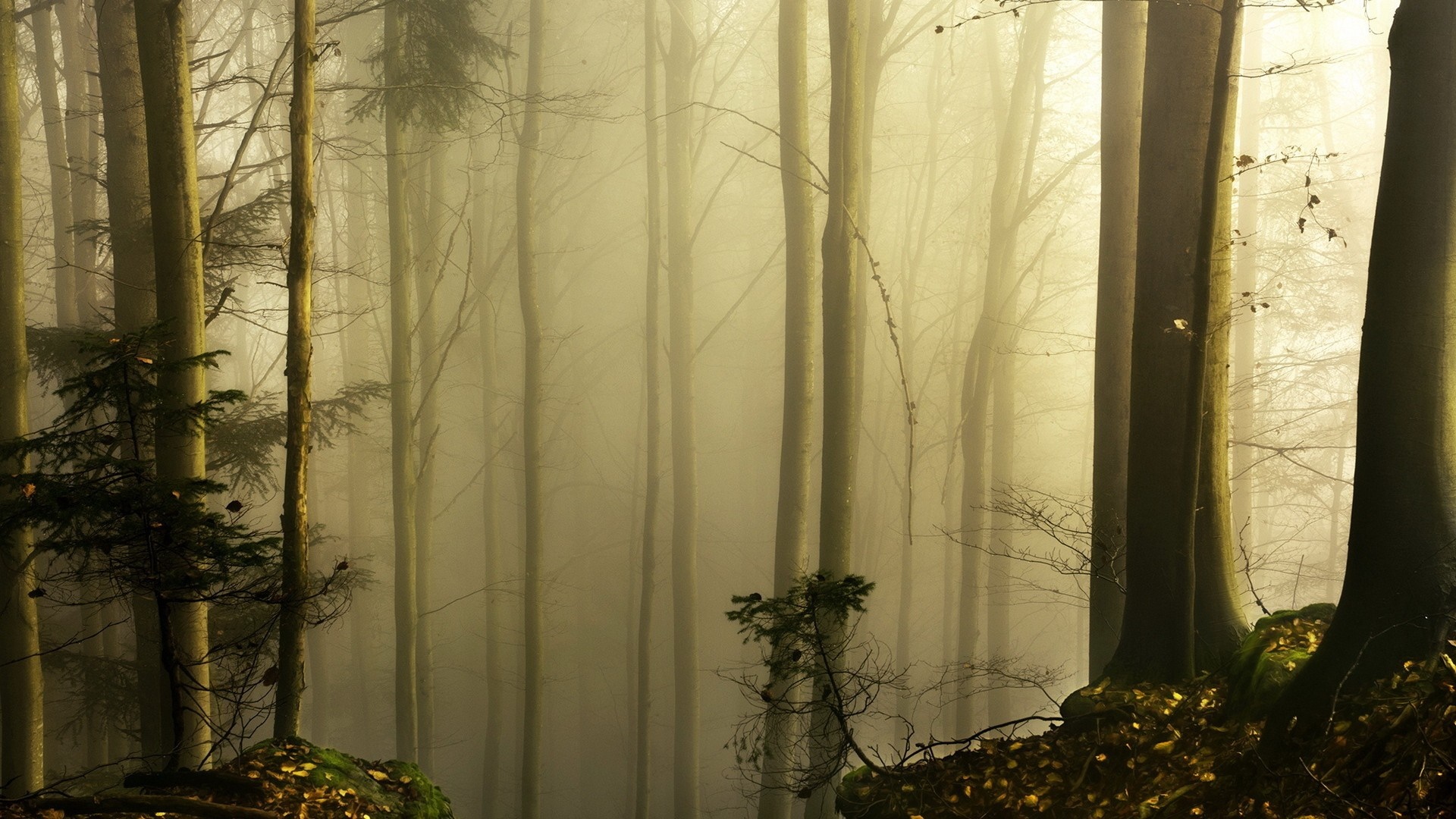 Misty forest with sunlight filtering through trees HD Wallpaper