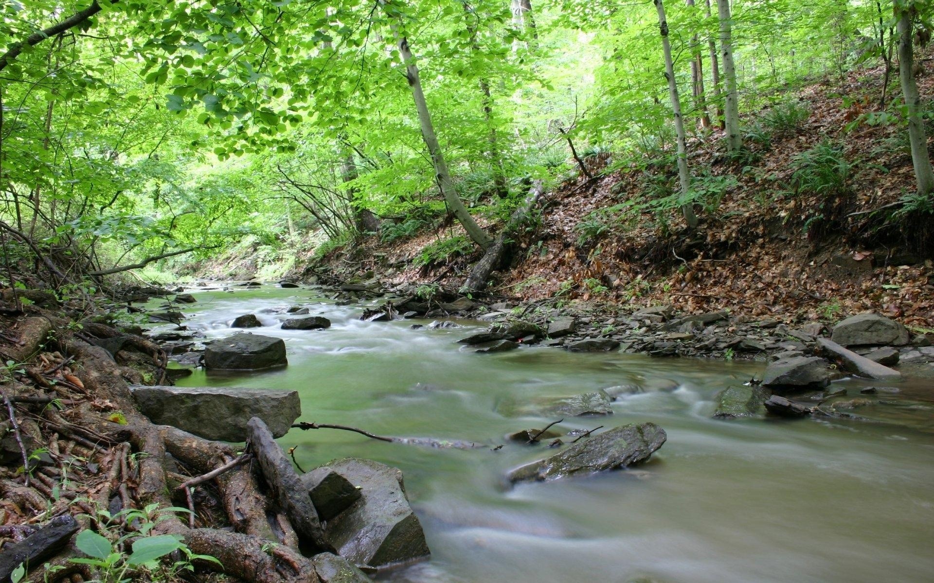 A stream flows through a forest with green trees HD Wallpaper