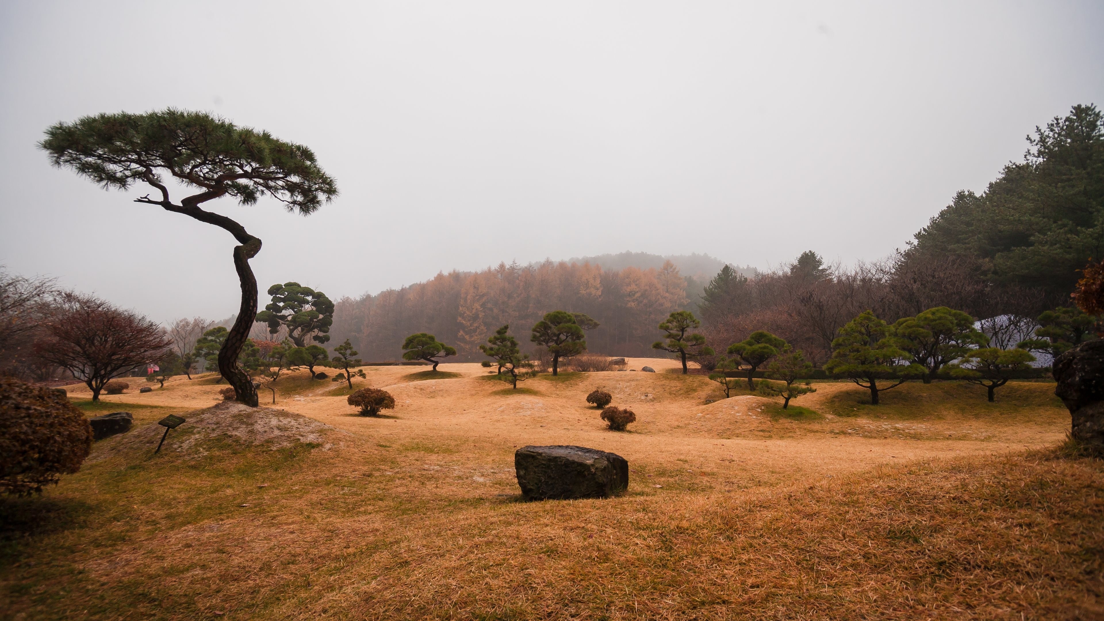 A lone, windswept pine tree in a misty landscape HD Wallpaper