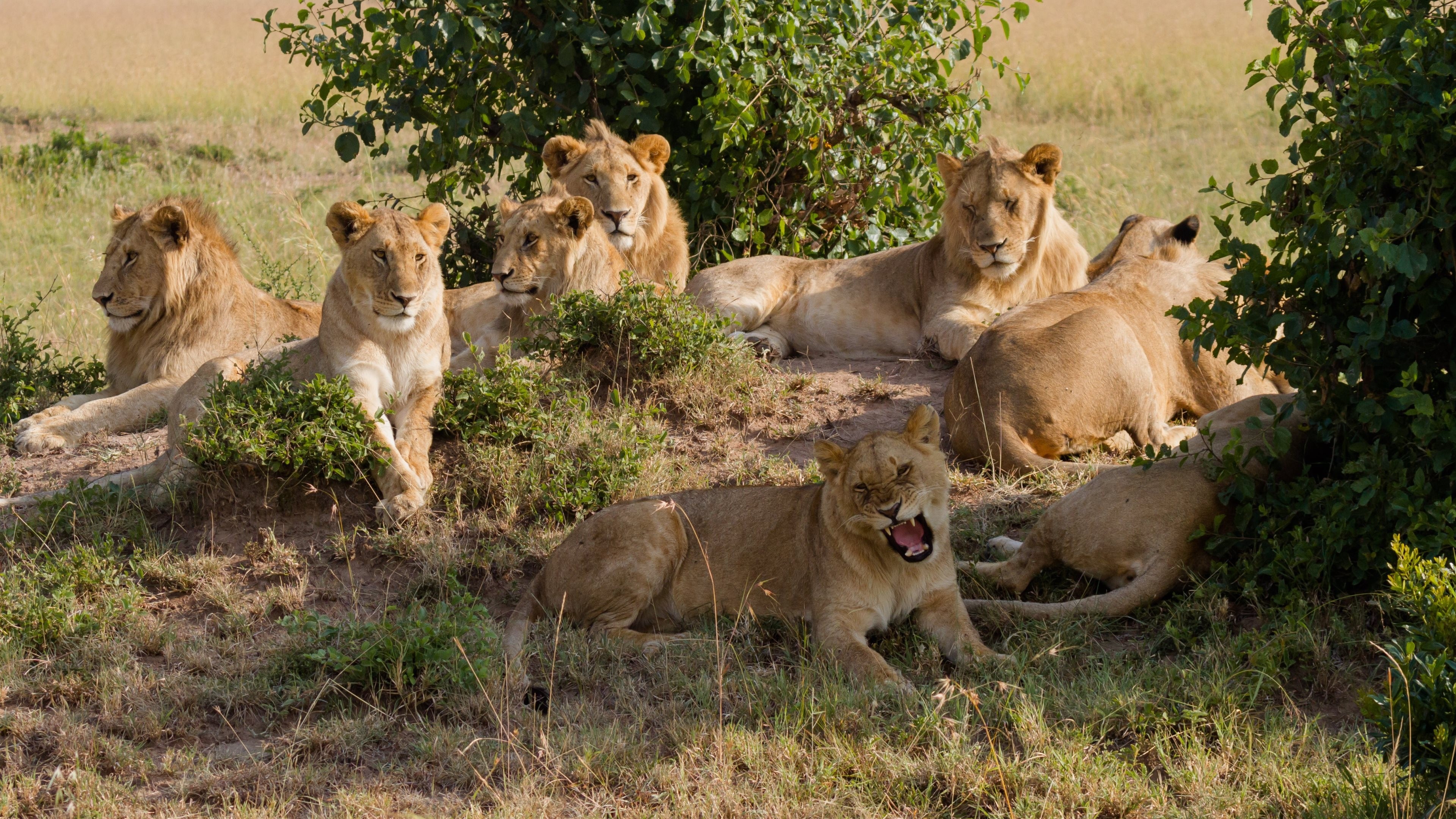 A pride of lions resting on a grassy embankment HD Wallpaper