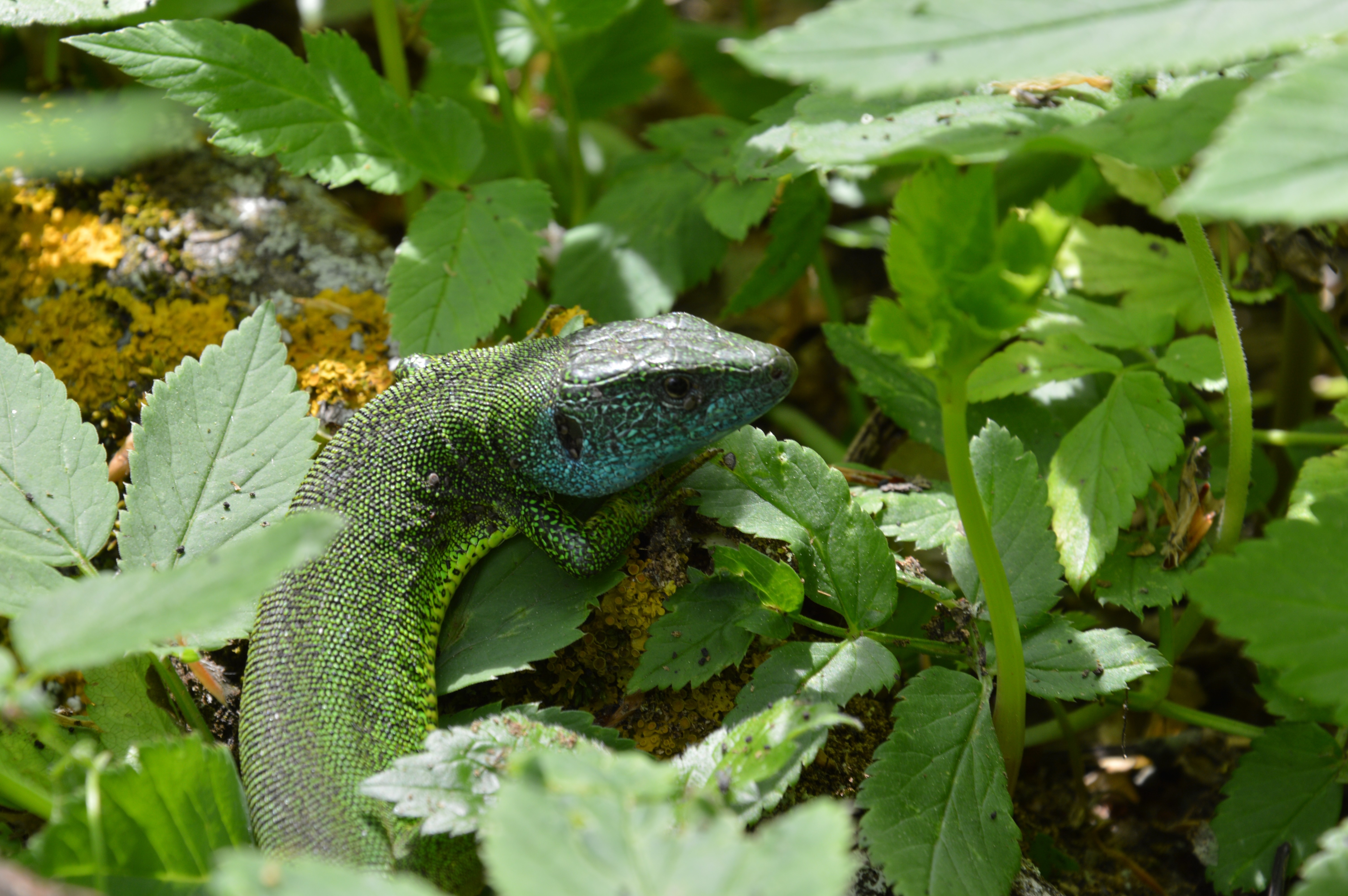 Green lizard with blue throat among green leaves HD Wallpaper
