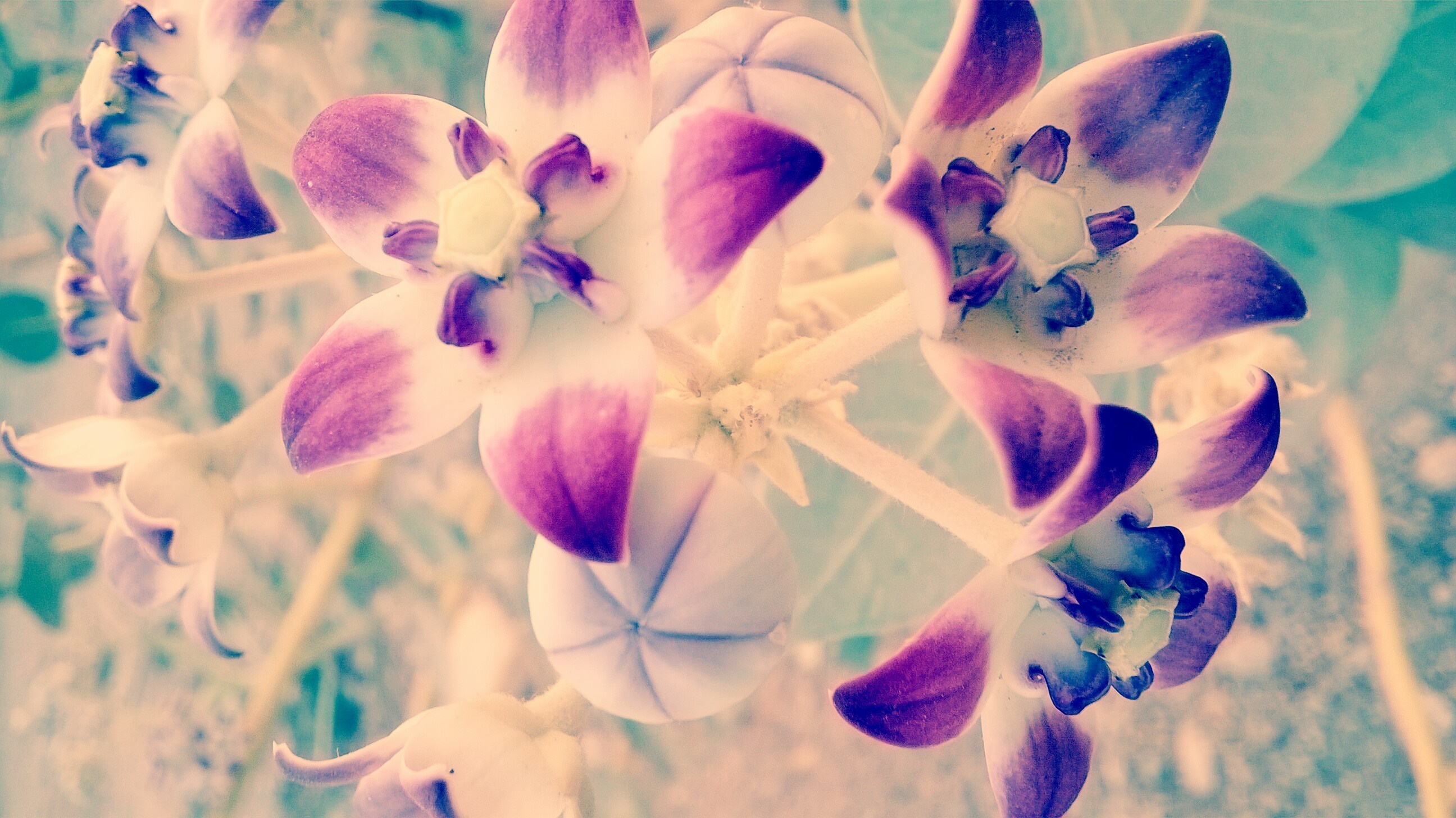 Close-up of purple and white flowers in Bandar Abbas HD Wallpaper