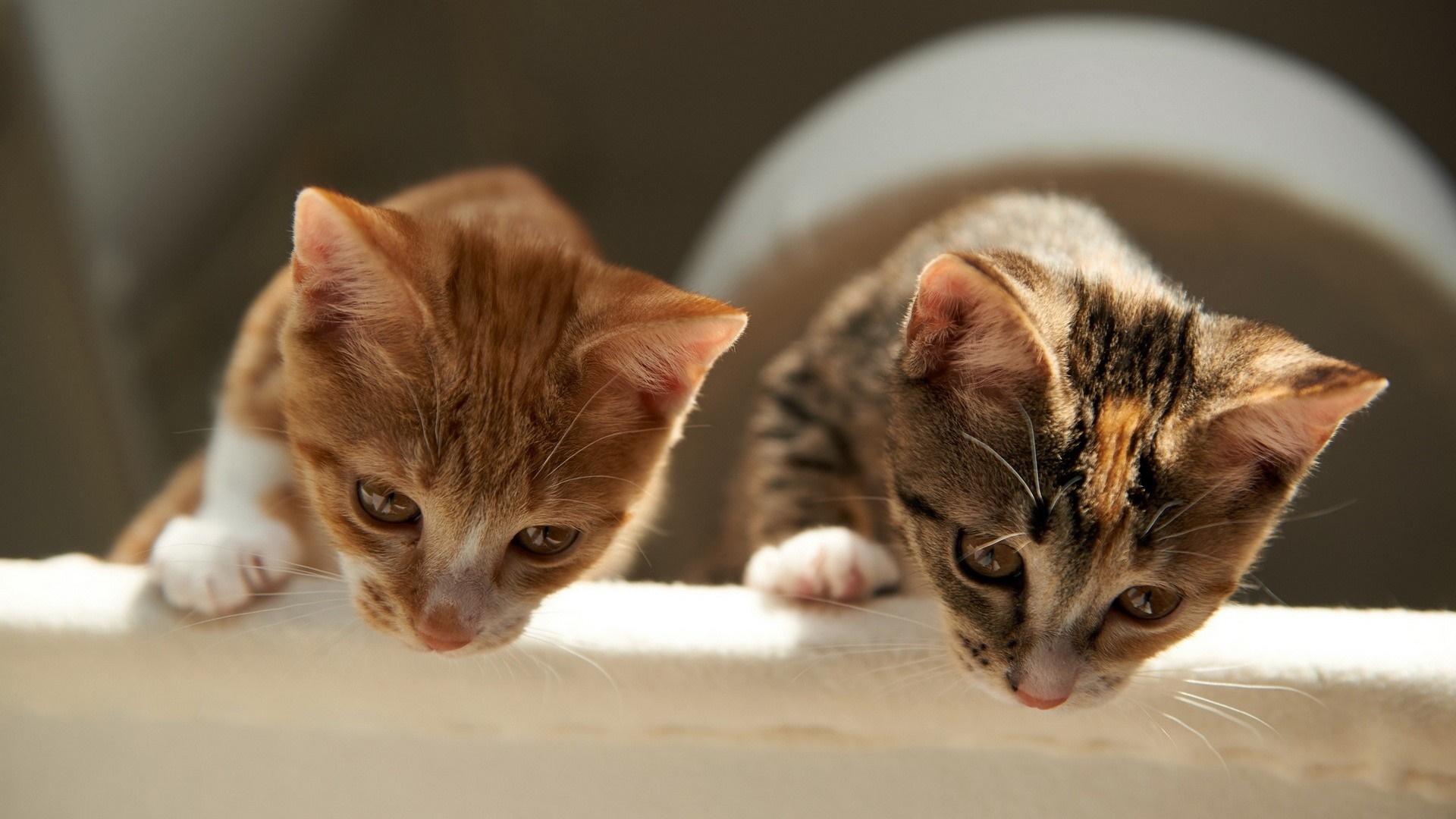 Two kittens looking down HD Wallpaper