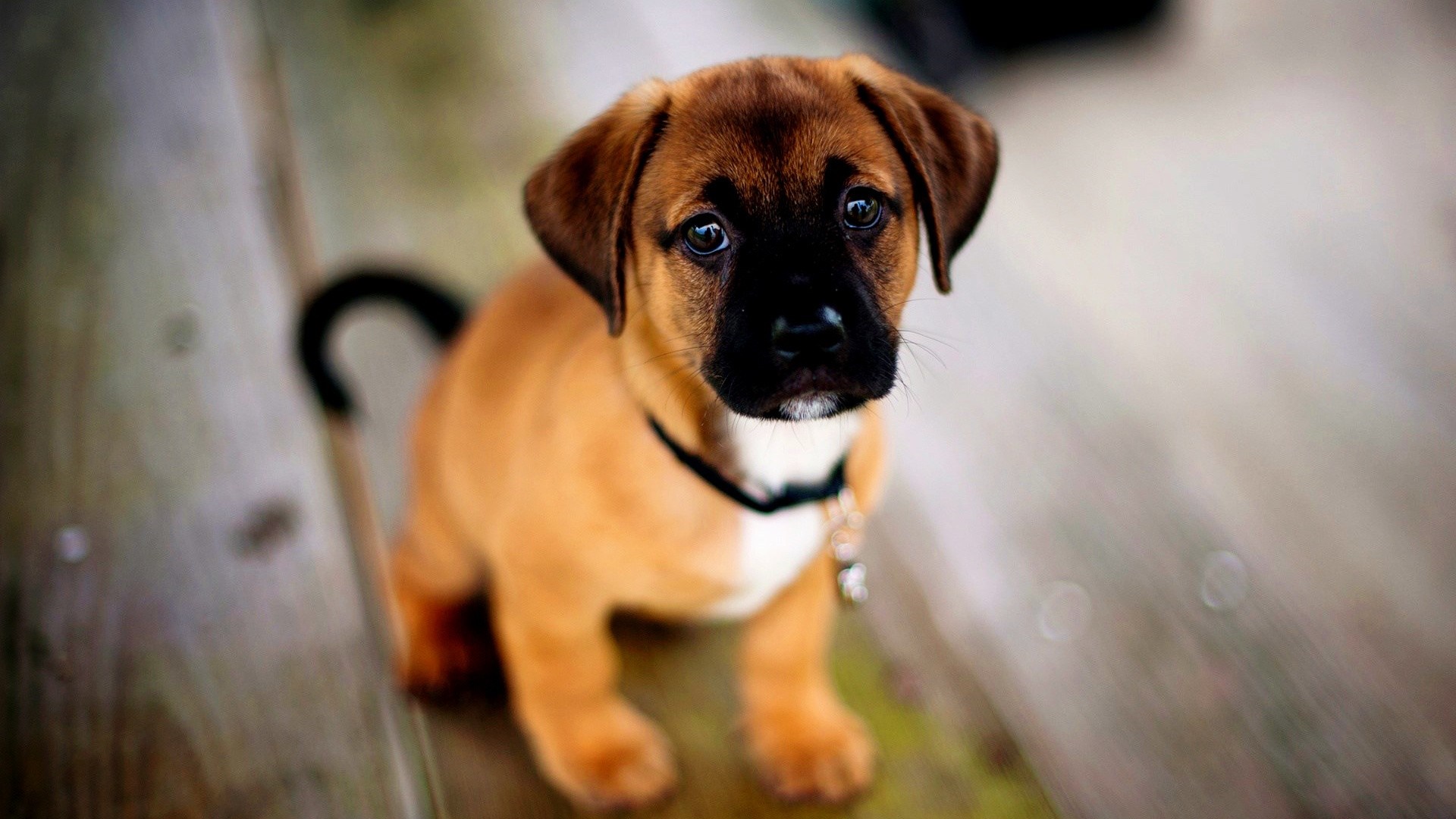 Puppy sitting on a wooden surface HD Wallpaper