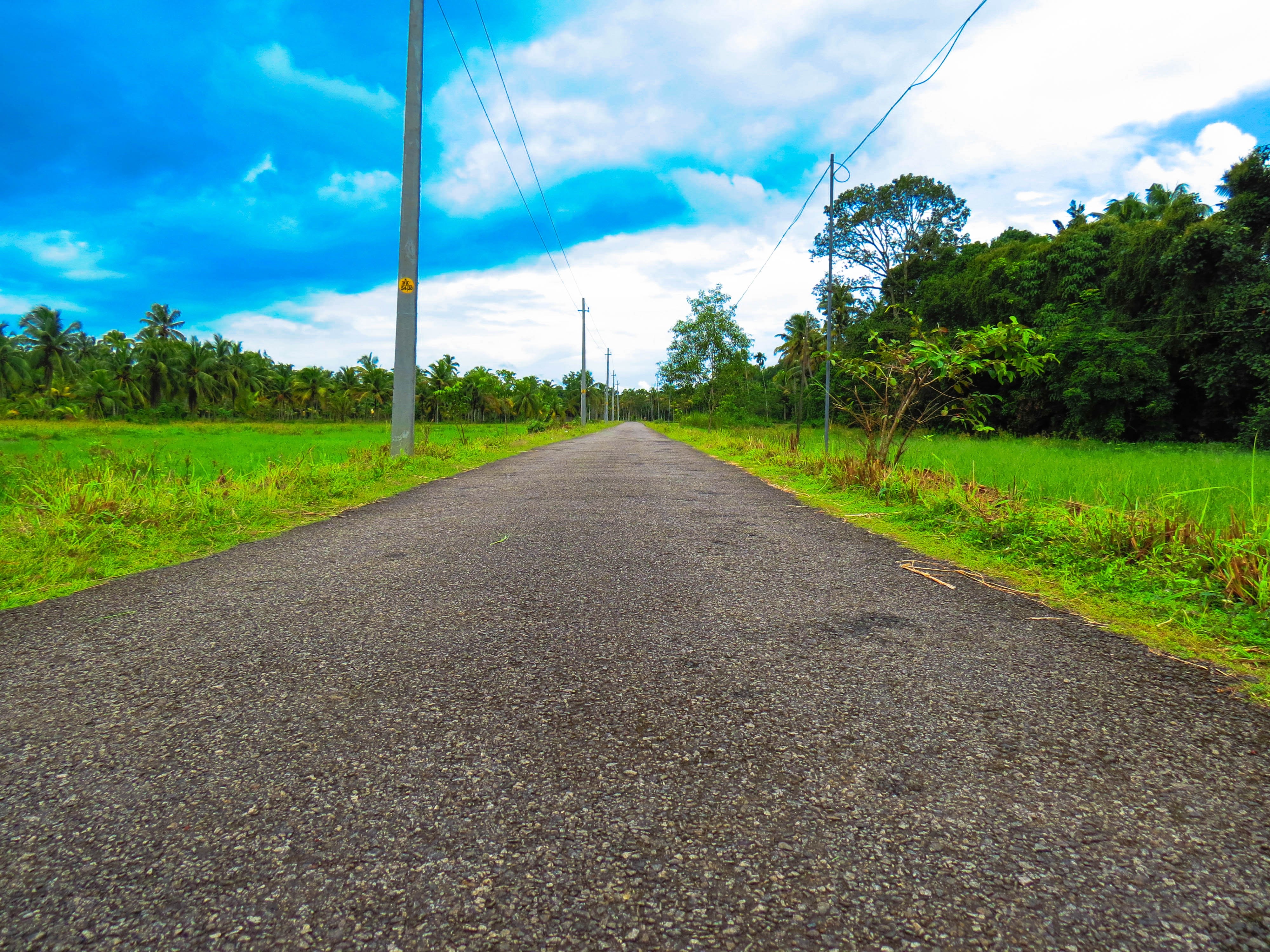 Asphalt road through green fields and coconut trees under a blue sky HD Wallpaper