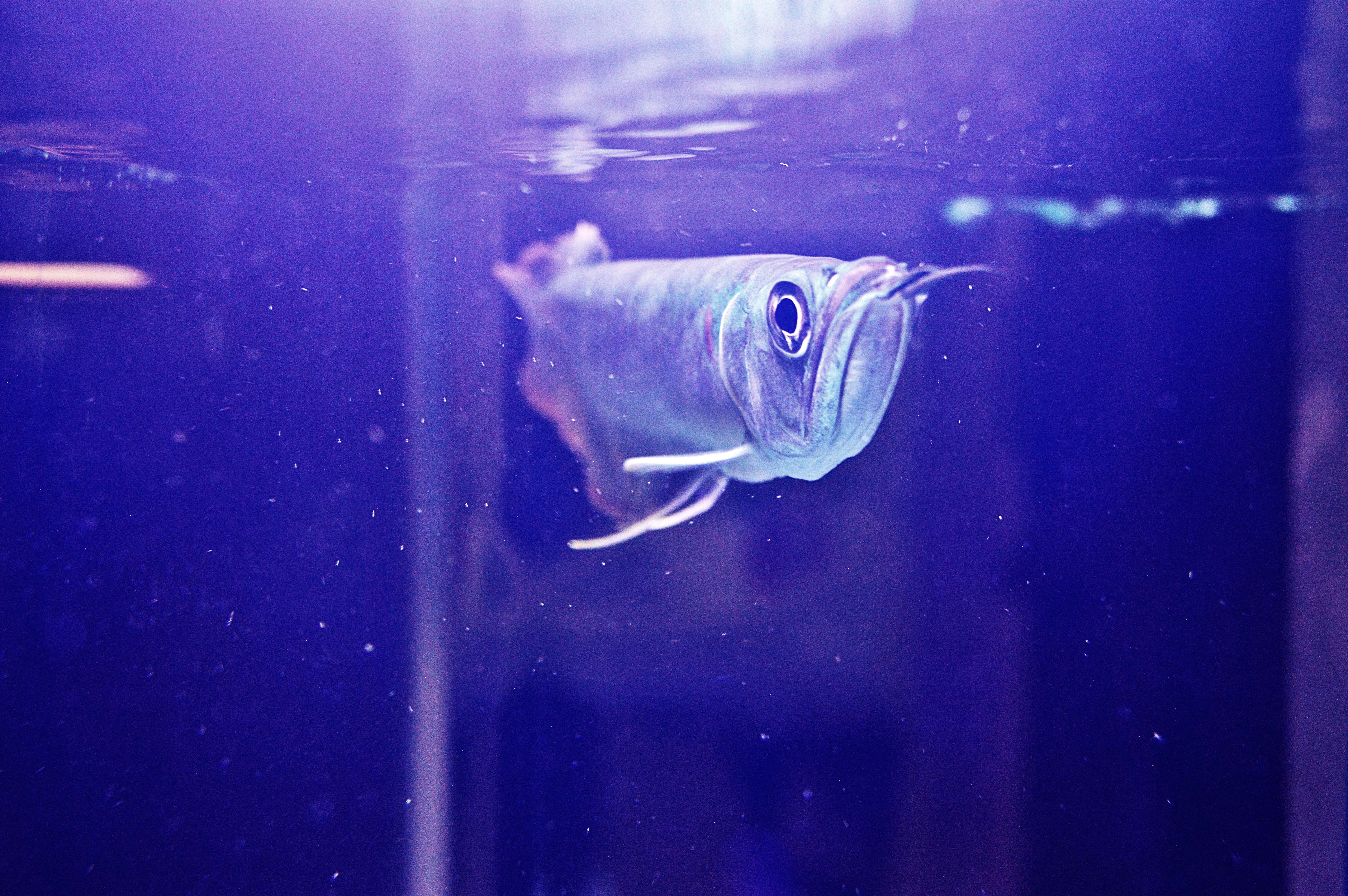 Arowana fish swimming underwater in blue aquarium HD Wallpaper