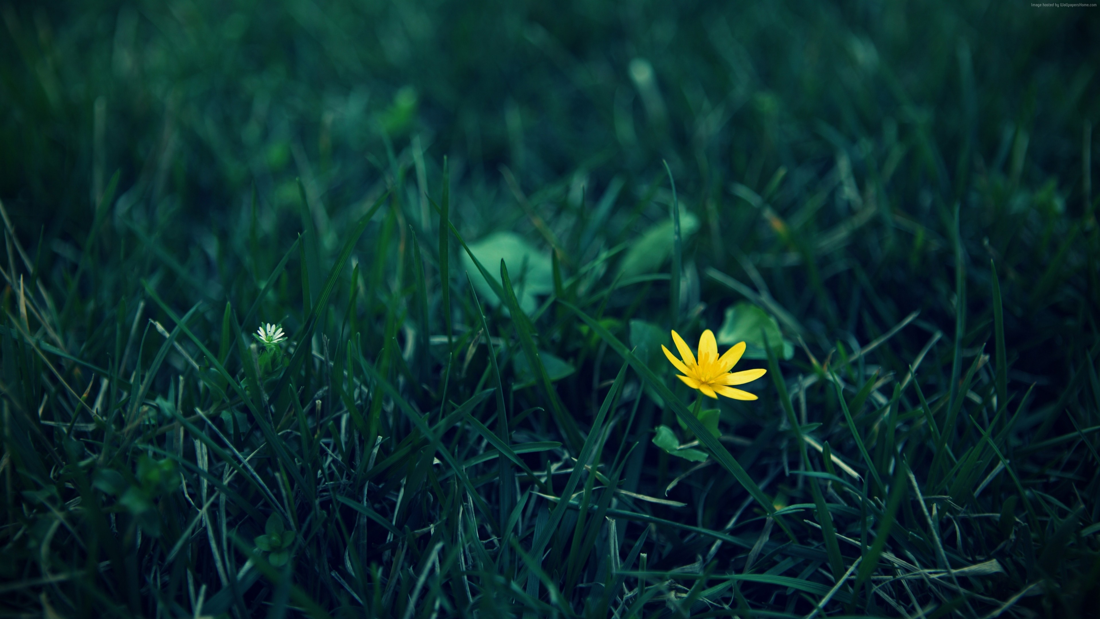 Yellow wildflower in green grass, 4k HD Wallpaper
